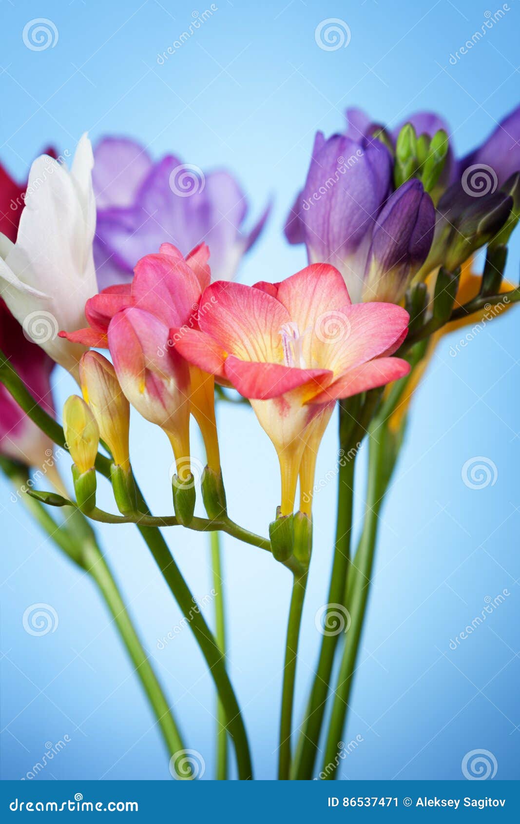 Flores De La Fresia En Un Fondo Azul Imagen de archivo - Imagen de verde,  rosa: 86537471