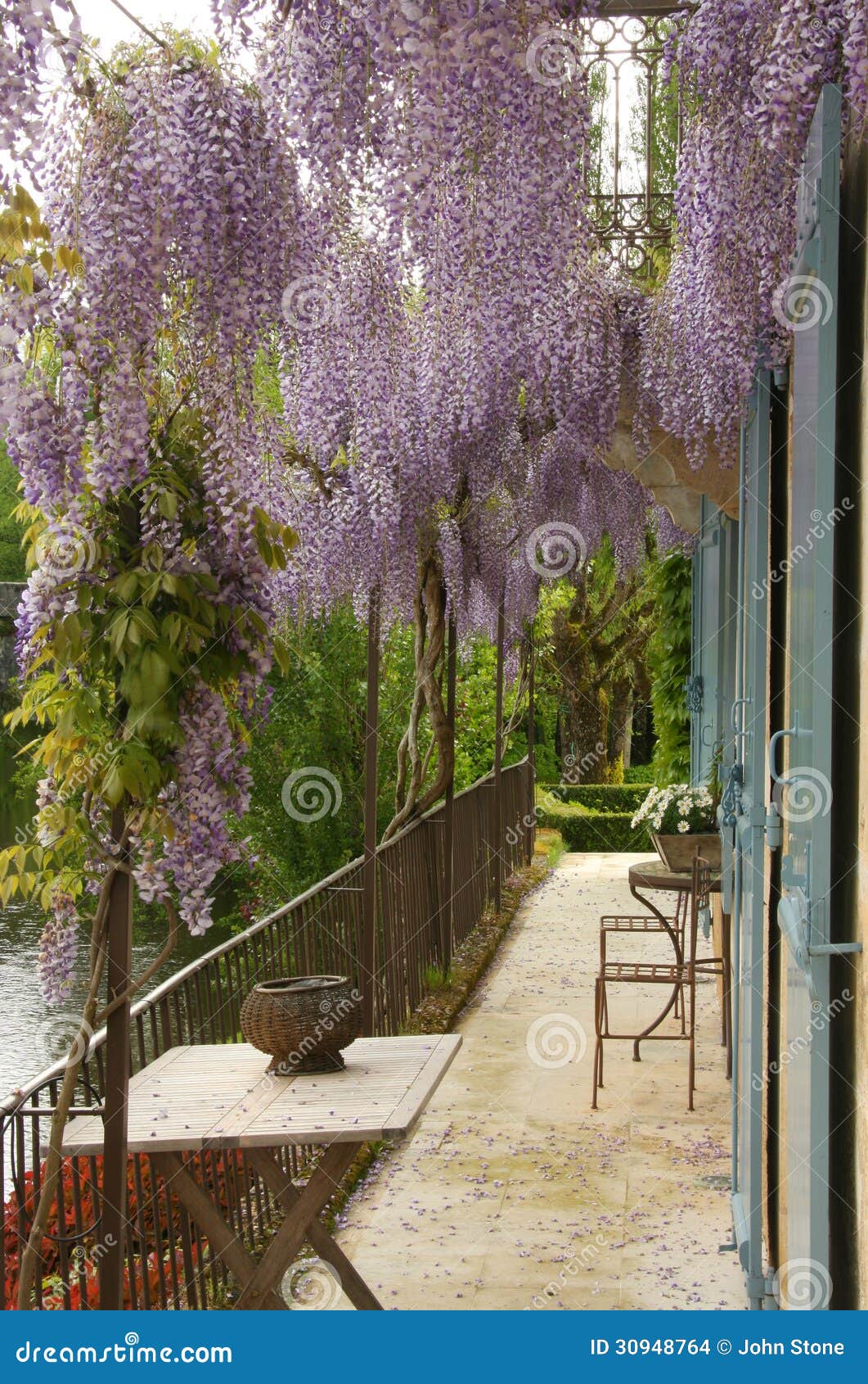 Flores De Glicinia Sobre El Balcón Foto de archivo - Imagen de hermoso,  patio: 30948764, image size:1061x1690