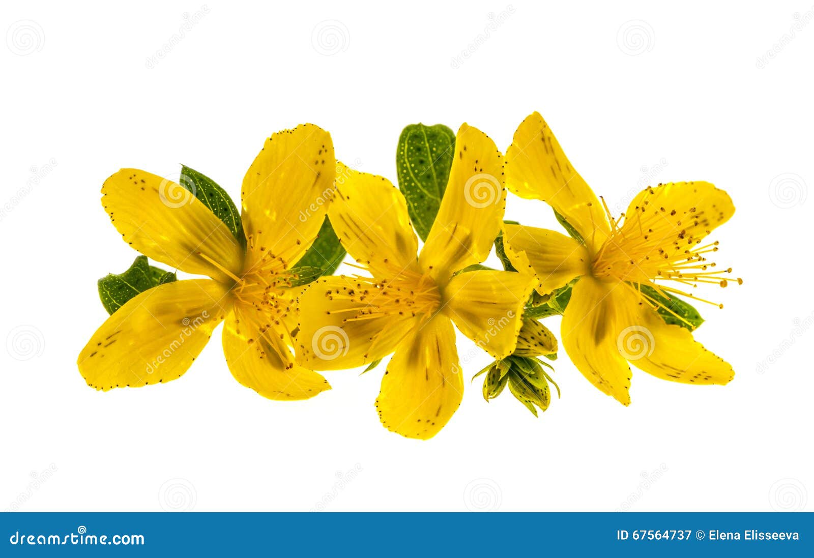 Flores De La Hierba De San Juan Imagen de archivo - Imagen de flores, medicina: 67564737 Flores De La Hierba De San Juan Imagen de archivo - Imagen de flores, medicina: 67564737
