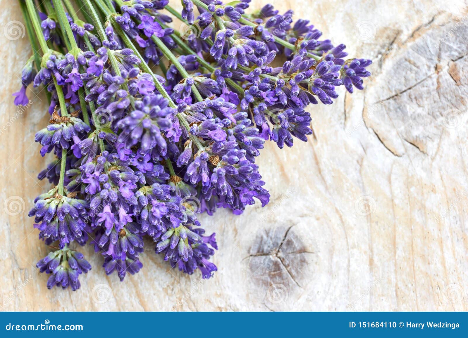 Flores De La Lavanda En De Color Morado Oscuro En Fondo De Madera Foto de  archivo - Imagen de resorte, flores: 151684110