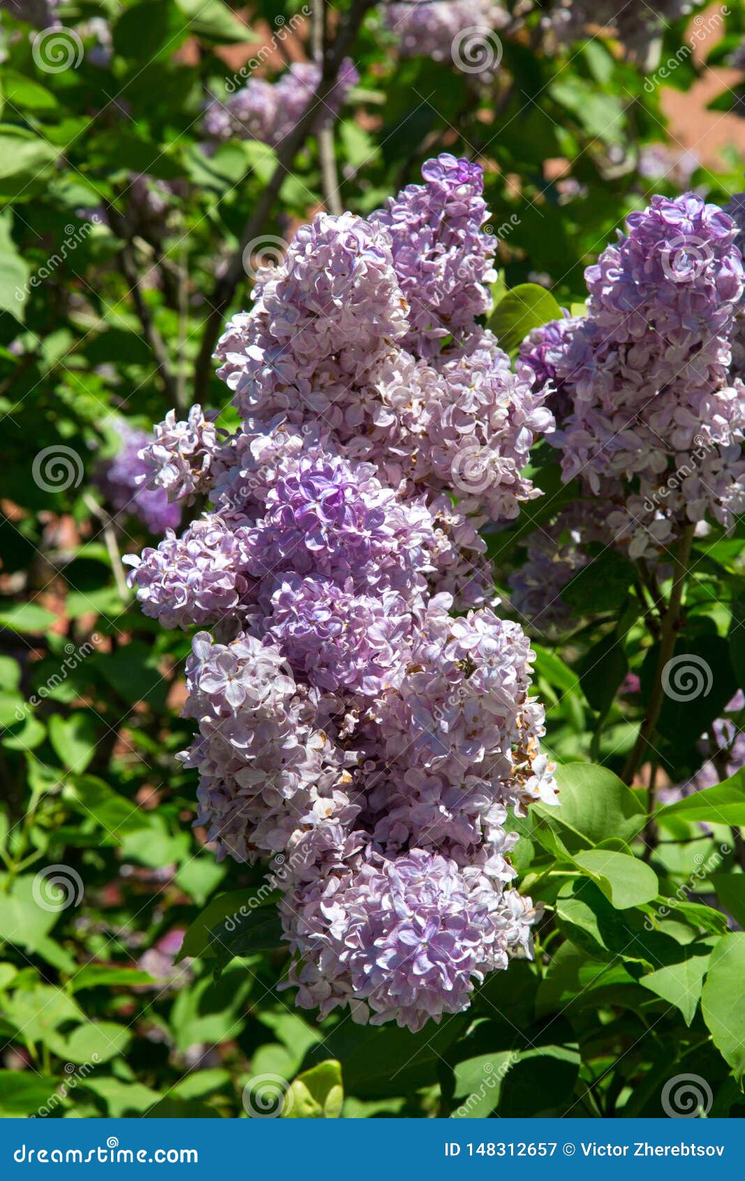 Flores De La Lila Contra Las Hojas Verdes En Primavera En Un D?a Soleado  Claro La Naturaleza De La Flora Del Clima Templado Imagen de archivo -  Imagen de exterior, pétalo: 148312657