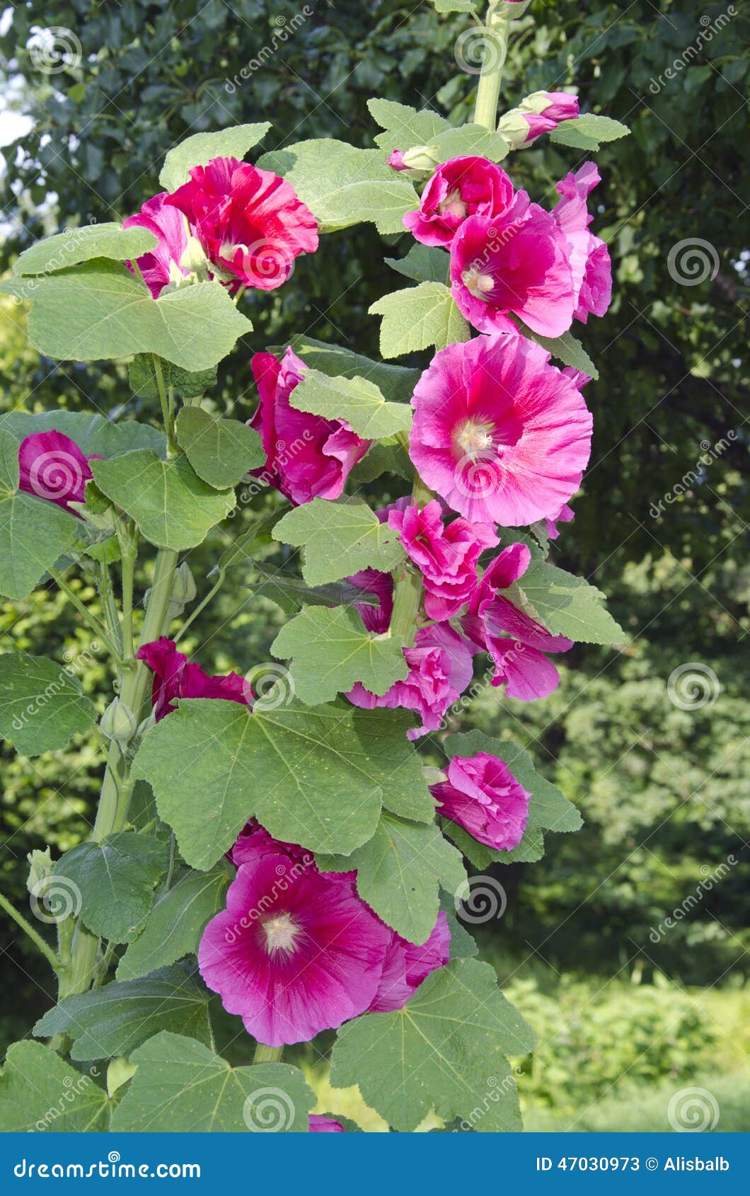 Flores De La Malva Color De Rosa Del Verano En Jardín Imagen de archivo -  Imagen de rosa, pétalo: 47030973
