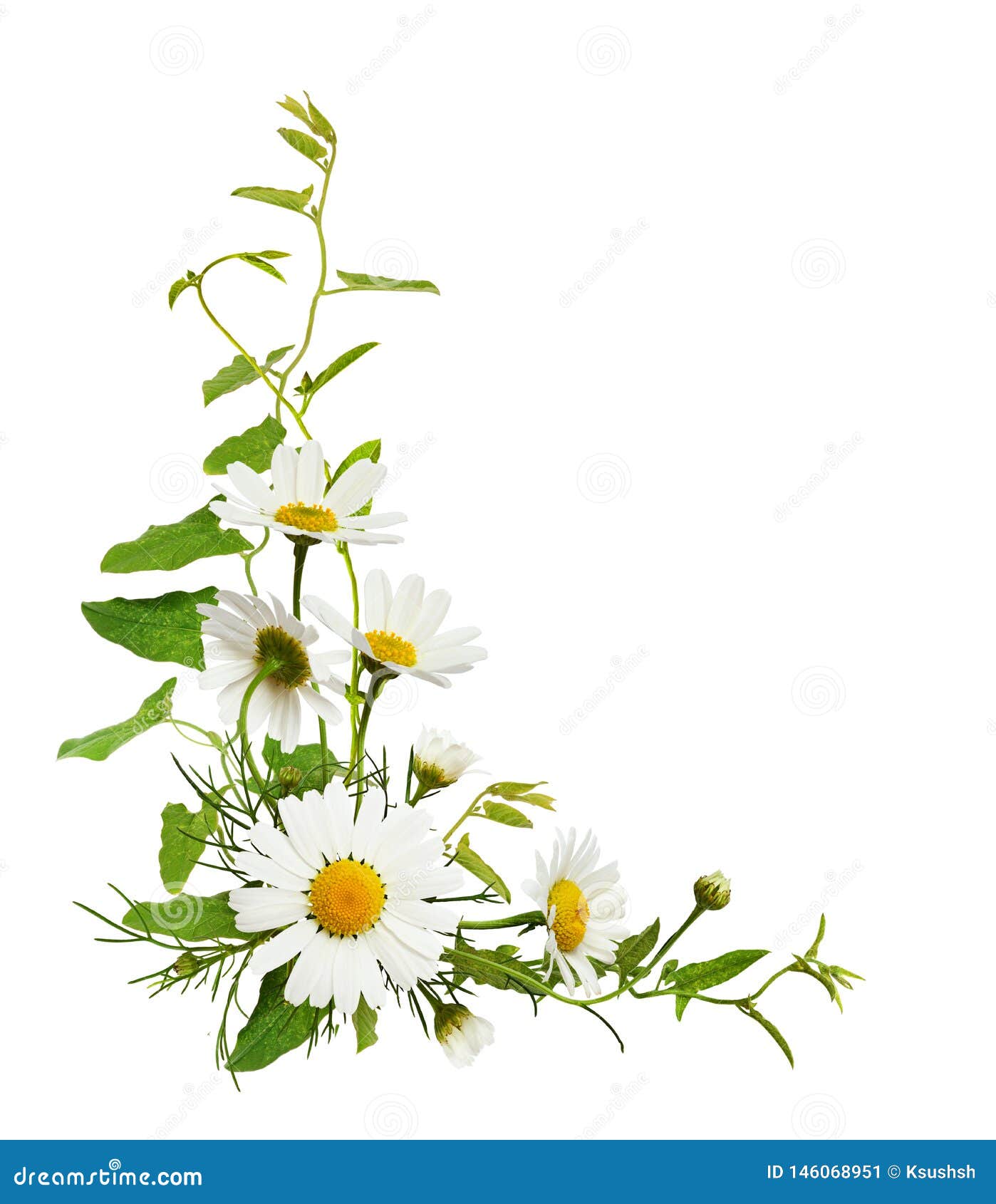 Flores De La Margarita Y Hojas De La Enredadera En Un Arreglo Floral De La Esquina Imagen de archivo - Imagen de tapa, pista: 146068951 Flores De La Margarita Y Hojas De La Enredadera En Un Arreglo Floral De La Esquina Imagen de archivo - Imagen de tapa, pista: 146068951