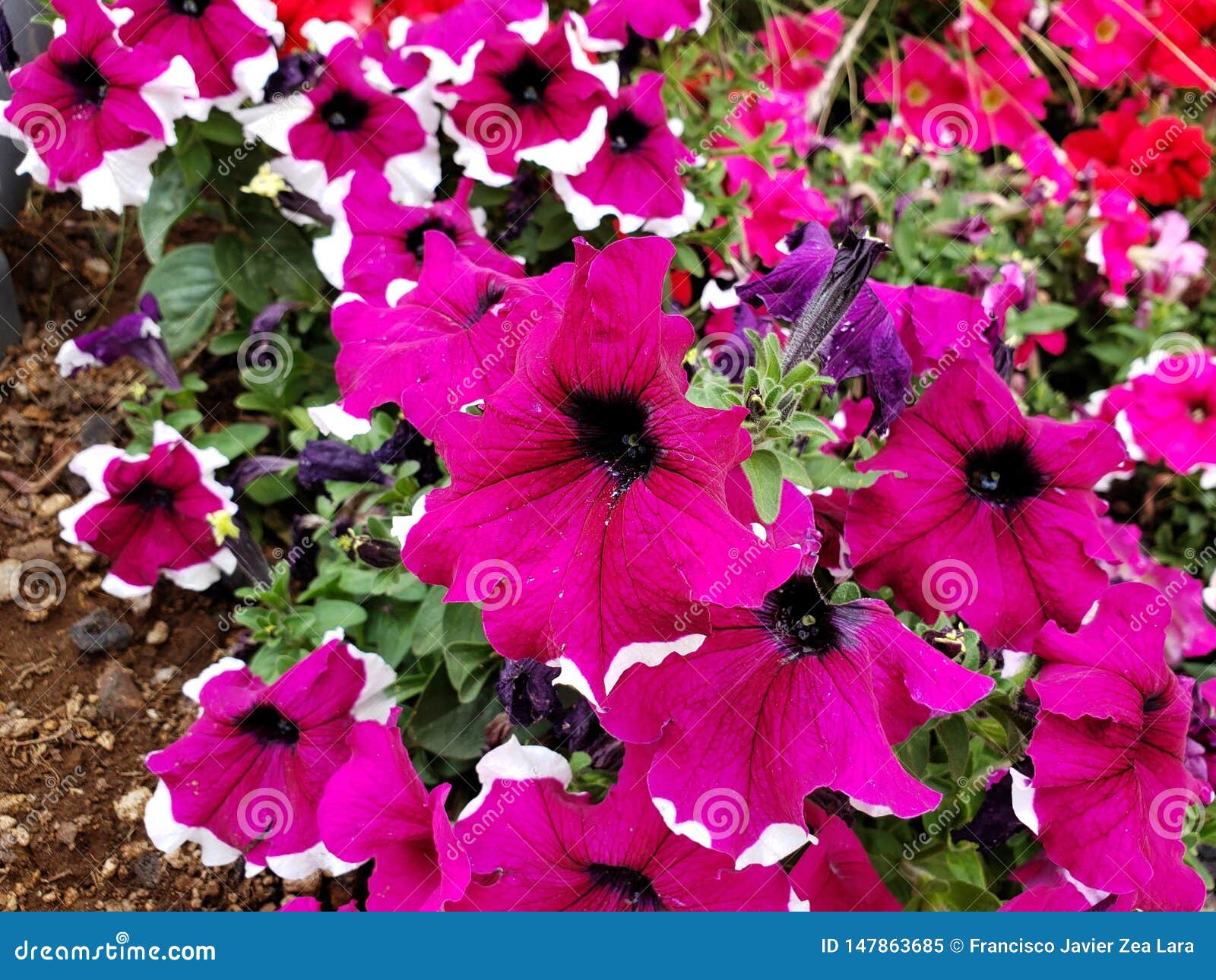 Flores De La Petunia En Diversos Colores En Un Jardín En Estación De  Primavera Imagen de archivo - Imagen de rojo, flor: 147863685