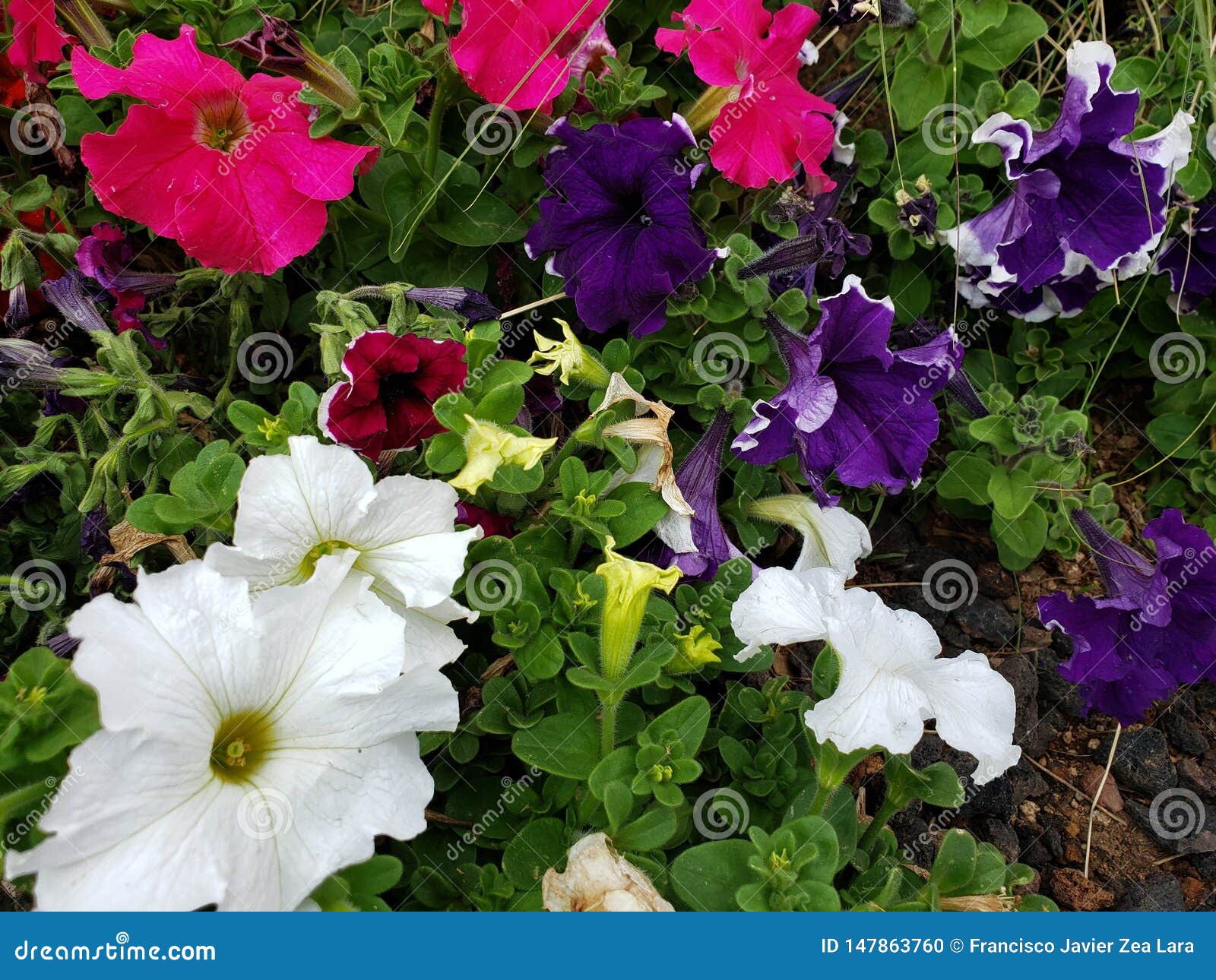 Flores De La Petunia En Diversos Colores En Un Jardín En Estación De  Primavera Foto de archivo - Imagen de pétalo, travieso: 147863760