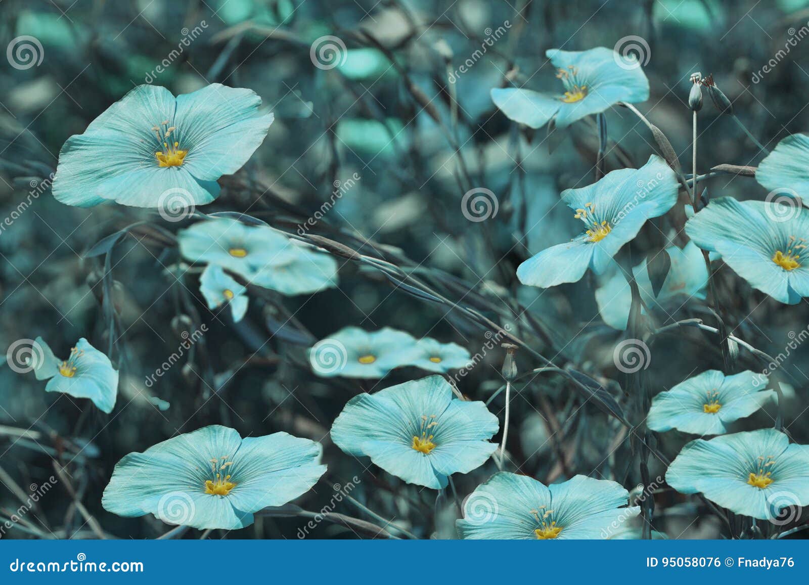 Flores De La Turquesa En Fondo Borroso Fondo Floral Wildflowers De La  Turquesa En La Hierba Foto de archivo - Imagen de modelo, enmascarado:  95058076