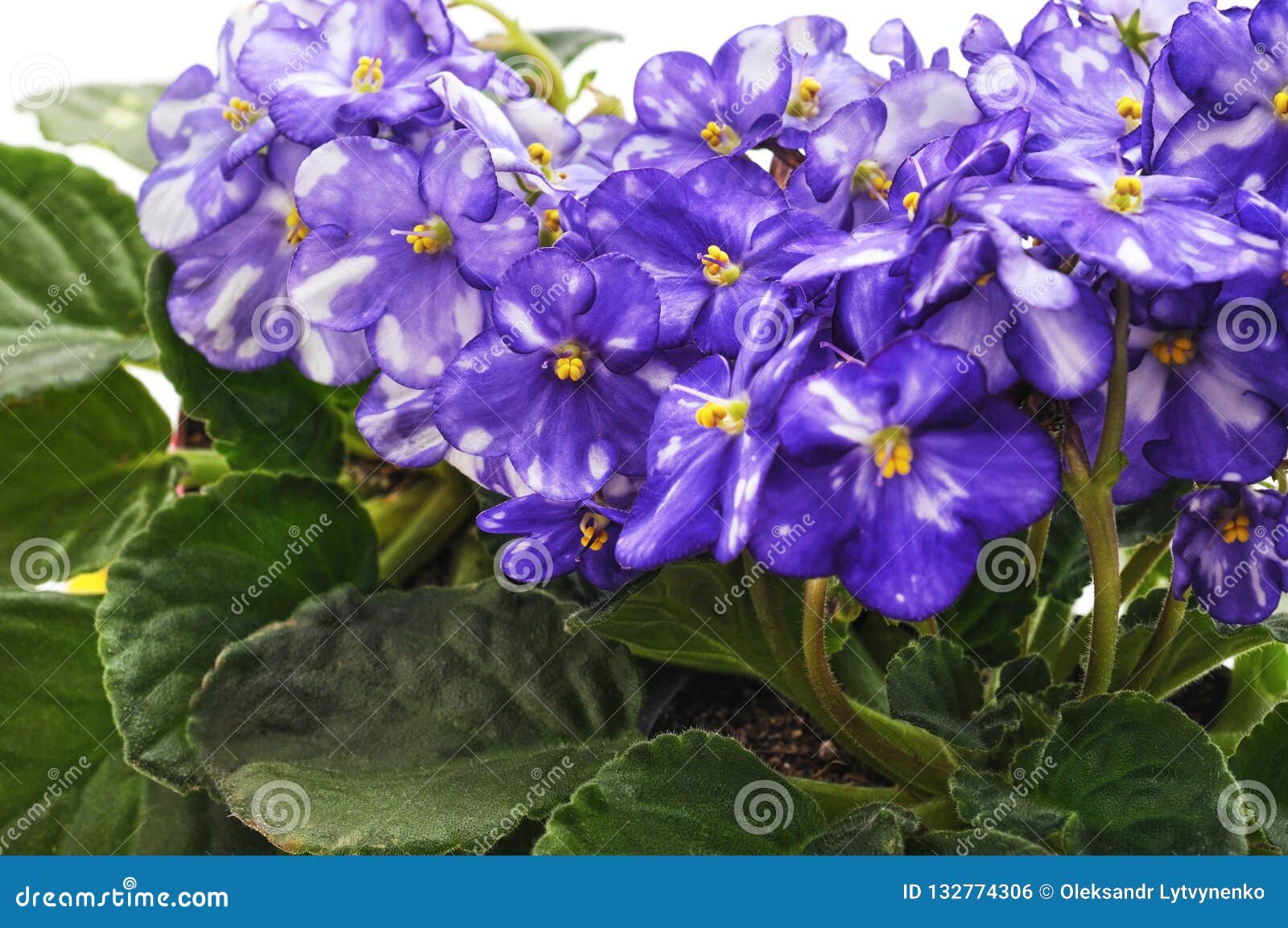 Flores De La Violeta Azul Con La Tira Foto de archivo - Imagen de planta,  apacible: 132774306