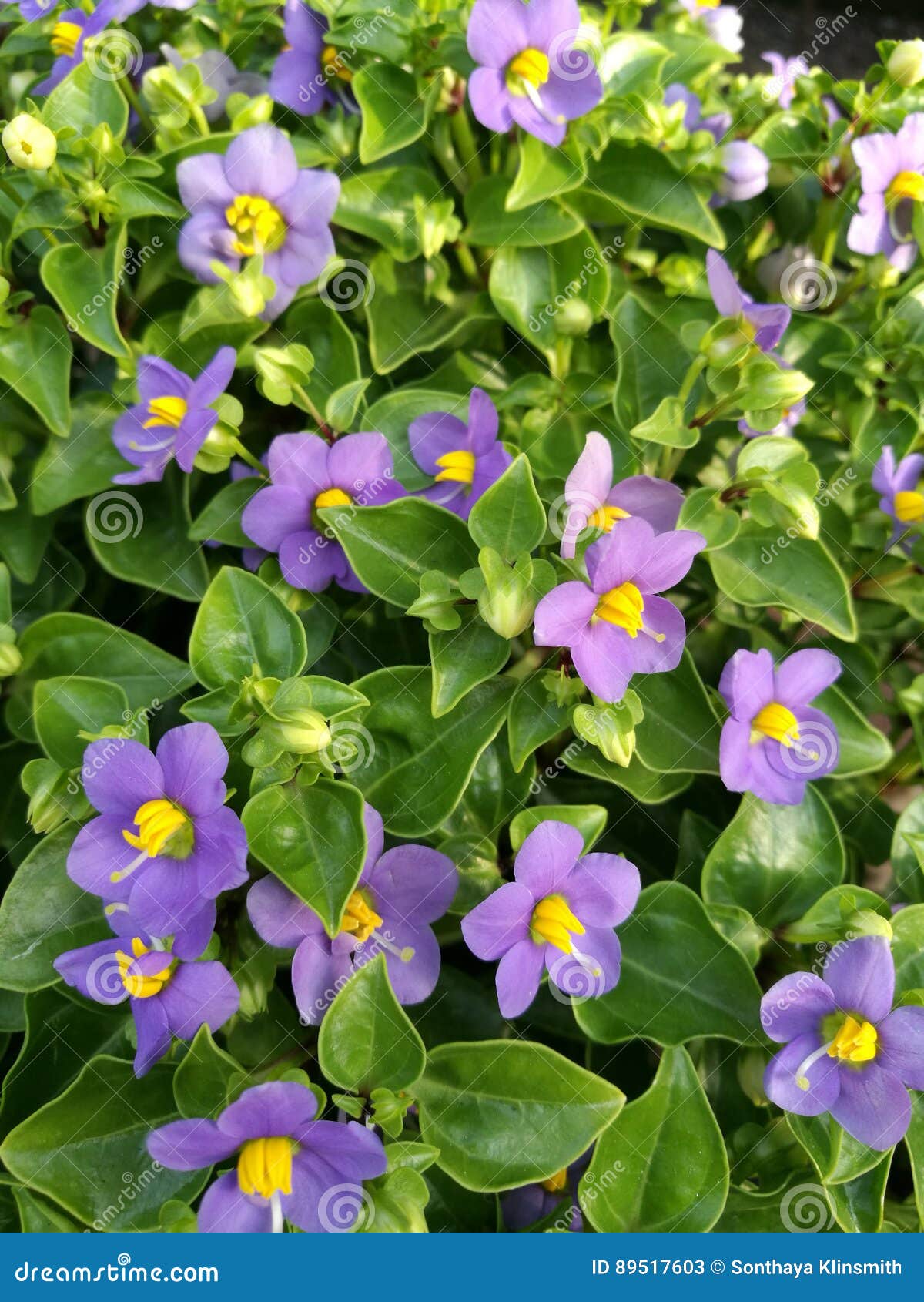 Flores de la violeta persa imagen de archivo. Imagen de azul - 89517603