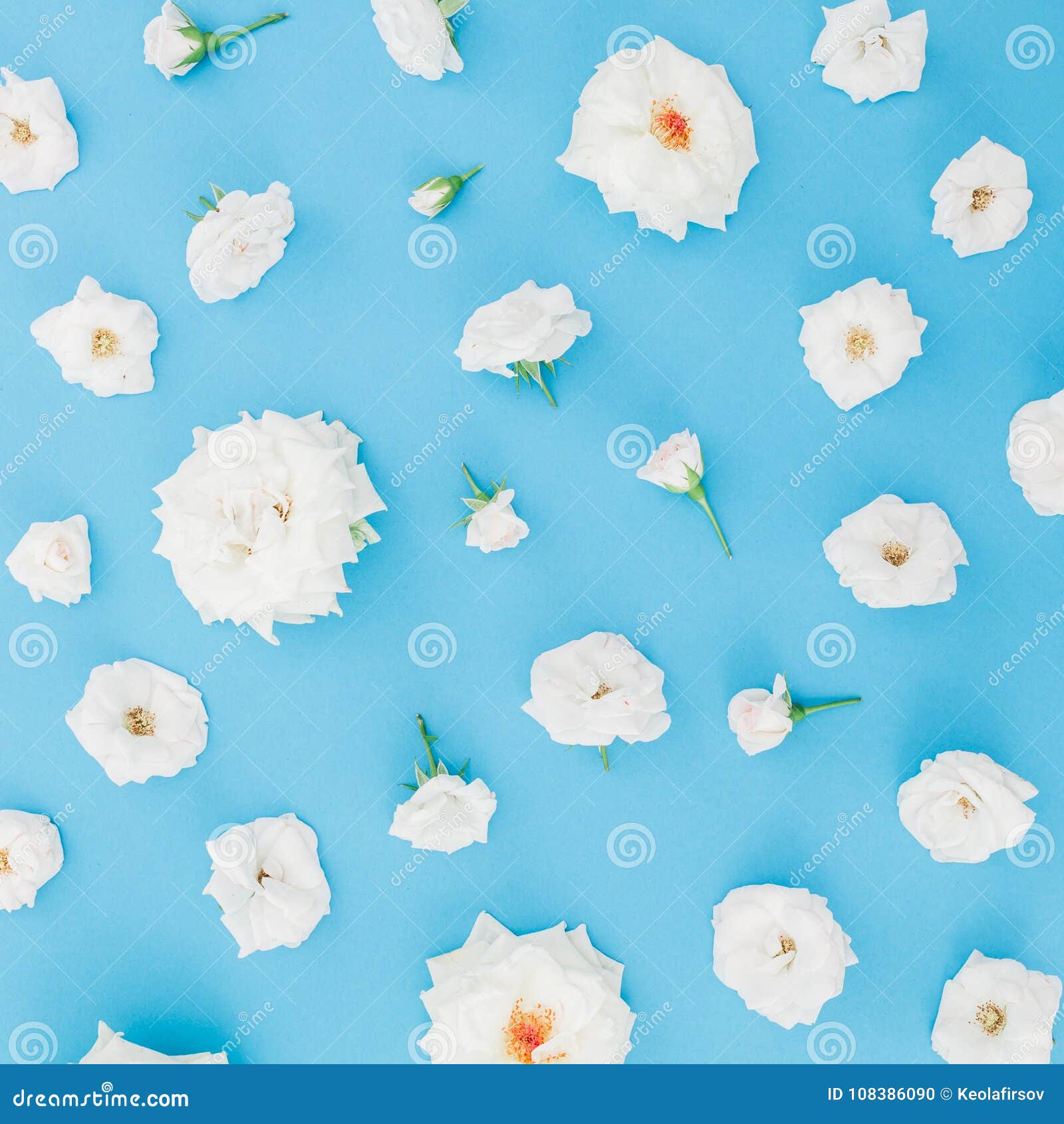 Flores De Las Rosas Blancas En Fondo En Colores Pastel Azul Endecha Plana, Visión Superior Bandera De Las Flores Background Foto de archivo - Imagen de azul, flores: 108386090 Flores De Las Rosas Blancas En Fondo En Colores Pastel Azul Endecha Plana, Visión Superior Bandera De Las Flores Background Foto de archivo - Imagen de azul, flores: 108386090