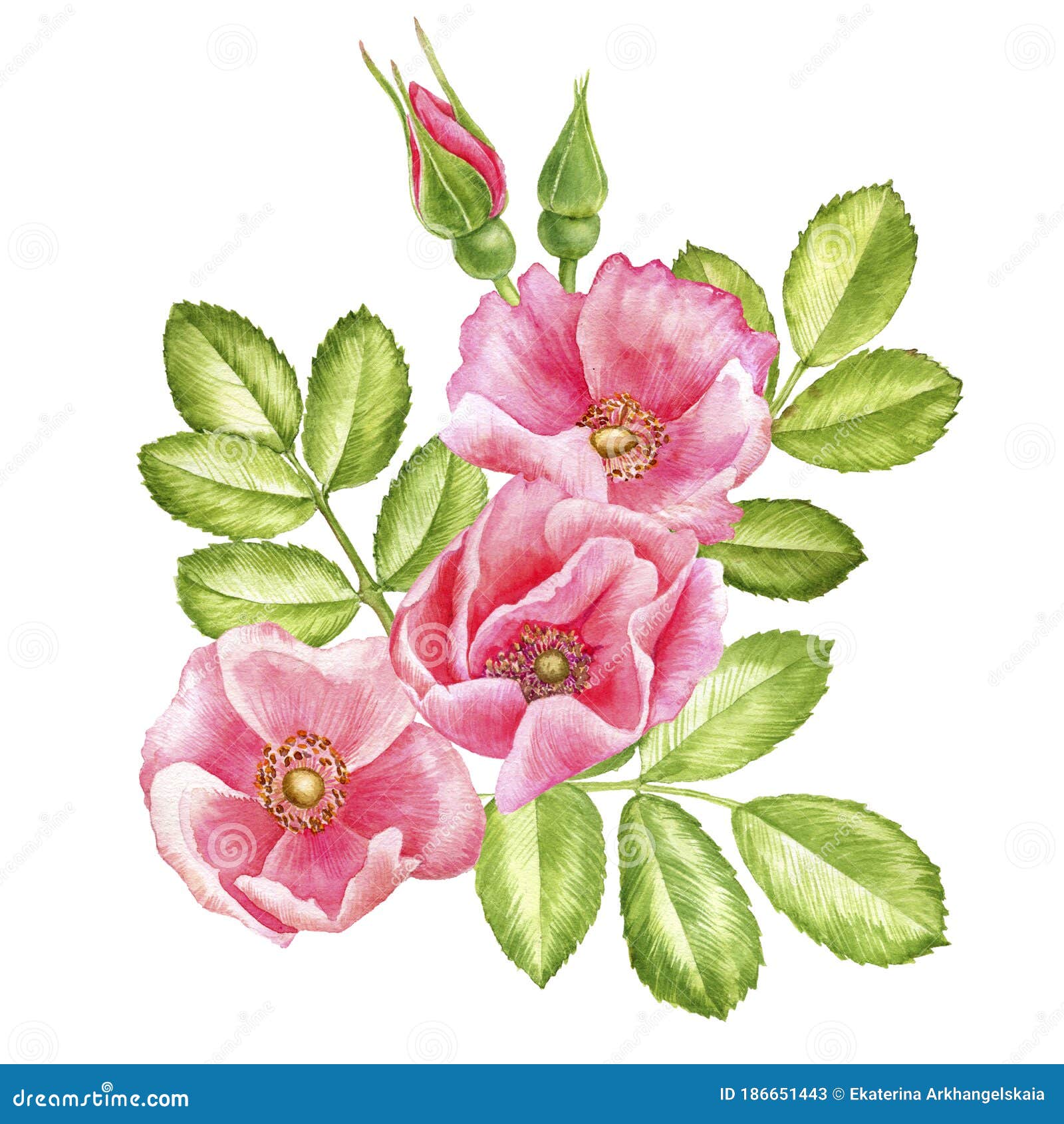 Flores De Las Rosas Silvestres Para Dibujar Acuarelas Stock de ilustración - Ilustración de travieso: 186651443