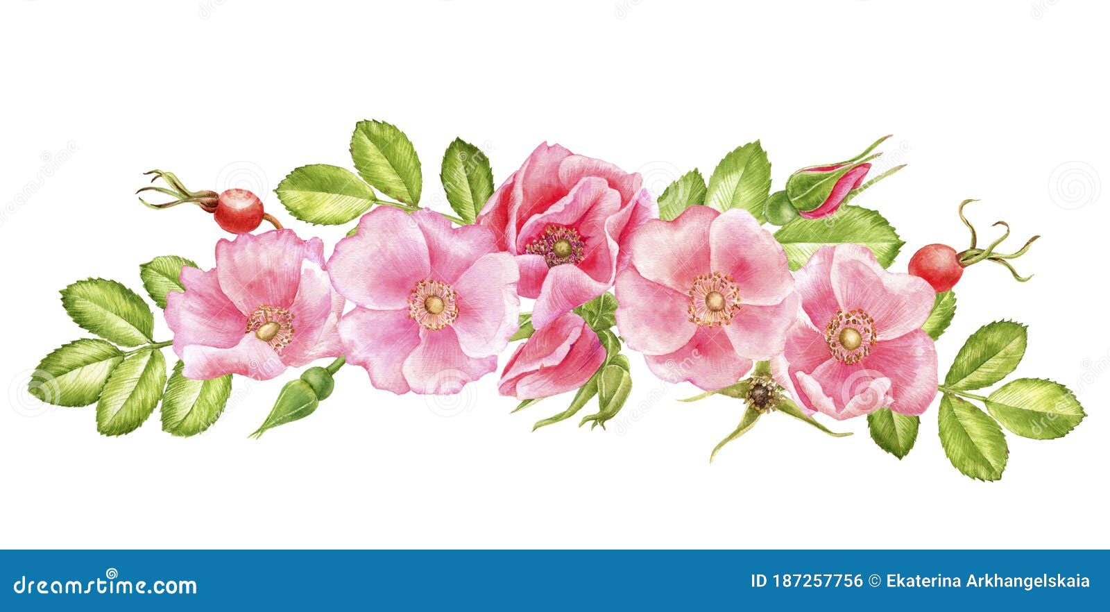 Flores De Las Rosas Silvestres Para Dibujar Acuarelas Stock de ilustración - Ilustración de cubo, flor: 187257756 Flores De Las Rosas Silvestres Para Dibujar Acuarelas Stock de ilustración - Ilustración de cubo, flor: 187257756