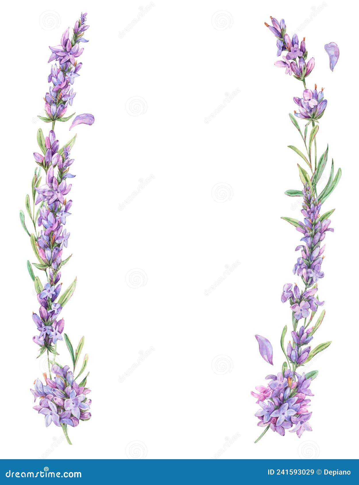 Flores De Lavanda De Color Agua Correa Natural En Estilo Vintage Aislado En  Fondo Blanco. Tarjeta Botánica Púrpura Stock de ilustración - Ilustración  de flor, hoja: 241593029