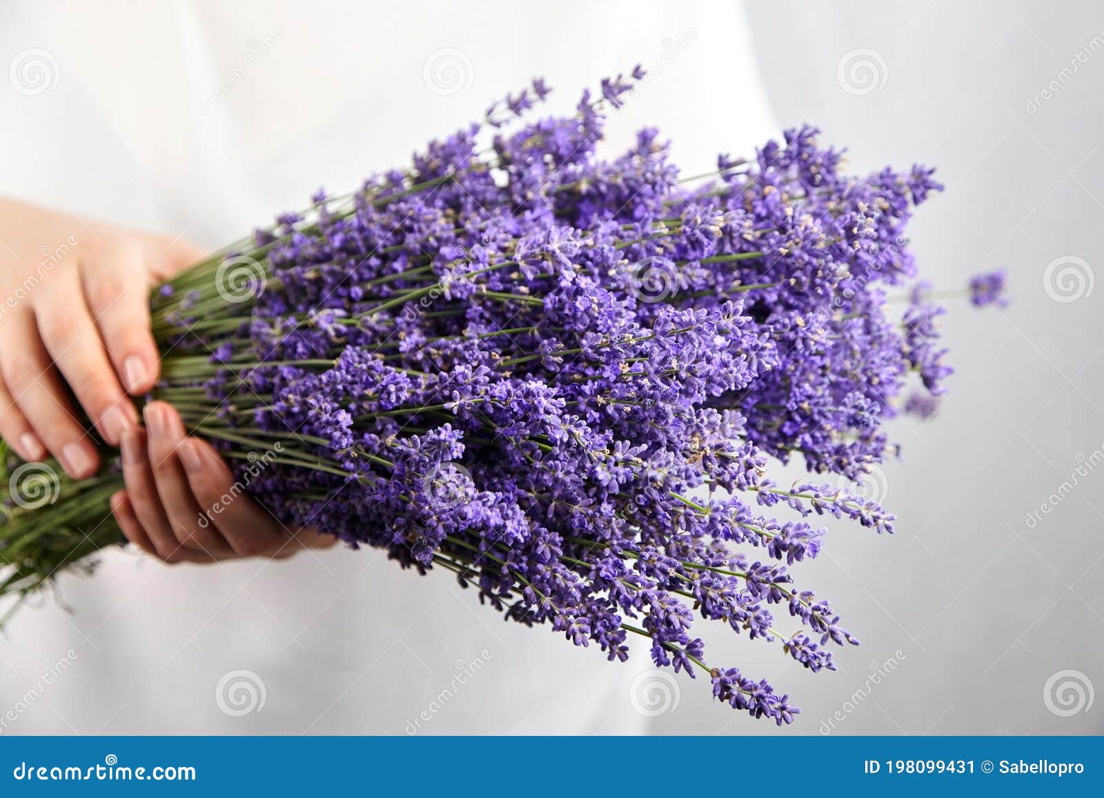 Flores De Lavanda Natural Fresca Ramo En Manos Femeninas Imagen de archivo  - Imagen de belleza, aromaterapia: 198099431