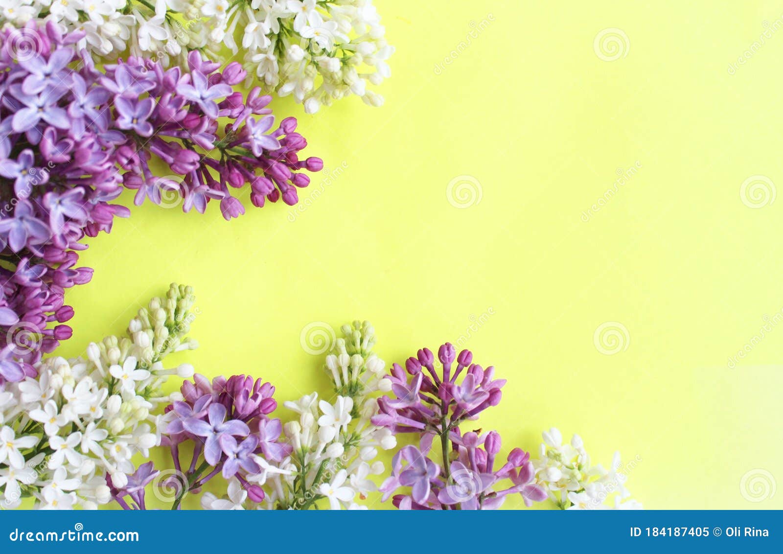 Flores De Lila Y Primavera Blancas En Un Fondo Amarillo. Delicado Arreglo Floral De Primavera. Imagen de archivo - Imagen de azul, fresco: 184187405 Flores De Lila Y Primavera Blancas En Un Fondo Amarillo. Delicado Arreglo Floral De Primavera. Imagen de archivo - Imagen de azul, fresco: 184187405