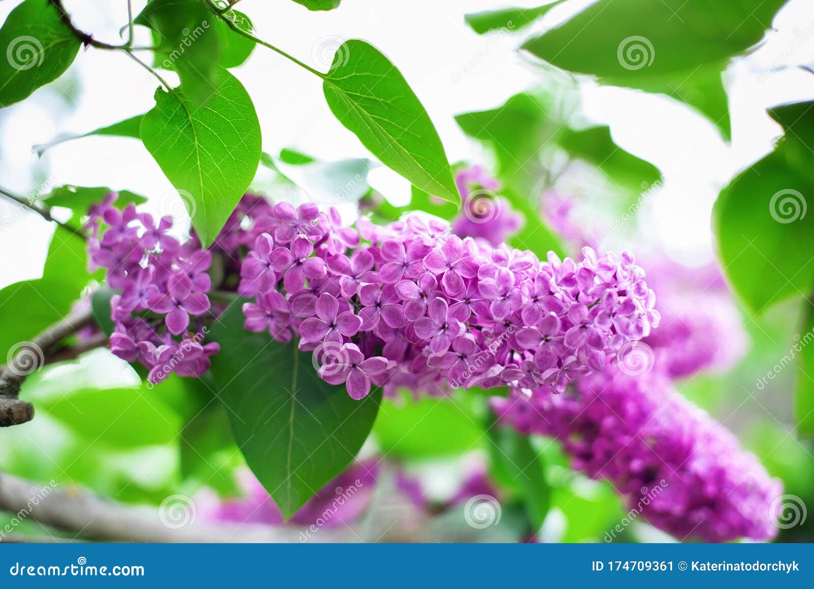 Flores De Lilac Flor En Primavera En El Jardín. Rama De Las Colmenas  Púrpuras En Primavera. Arbusto Lilac Floreciente. Flor Morado Imagen de  archivo - Imagen de cubo, florescencia: 174709361