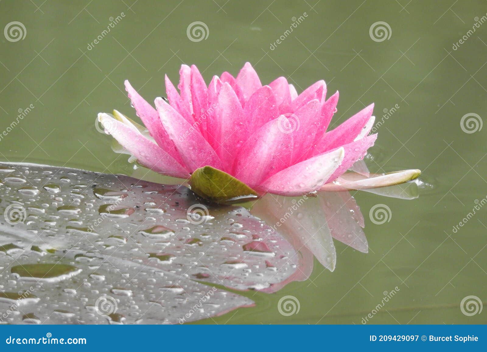 Flores De Lirio De Agua Y Hojas En El Estanque Imagen de archivo - Imagen  de lirio, agua: 209429097