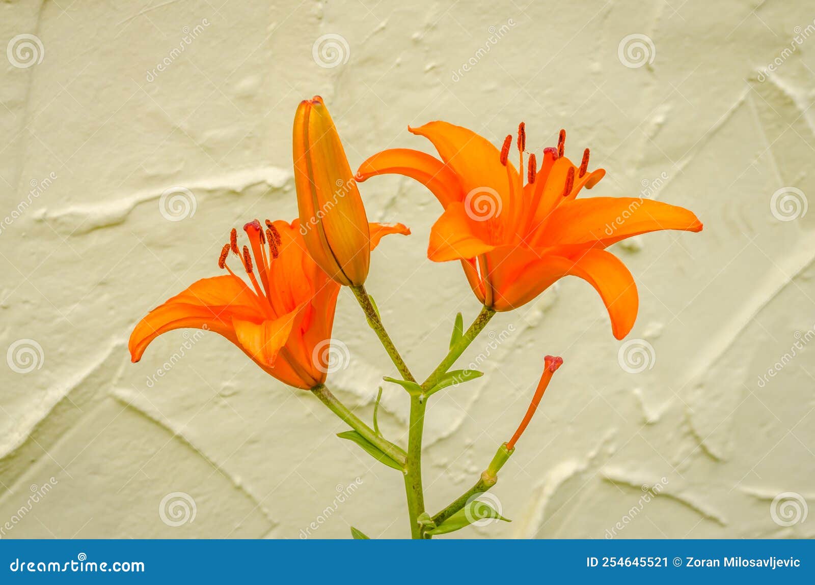 Flores De Lirio Anaranjado En Un Jardín Privado. Lirios Orientales Contra  El Paisaje De Fondo Imagen de archivo - Imagen de rojo, anaranjado:  254645521