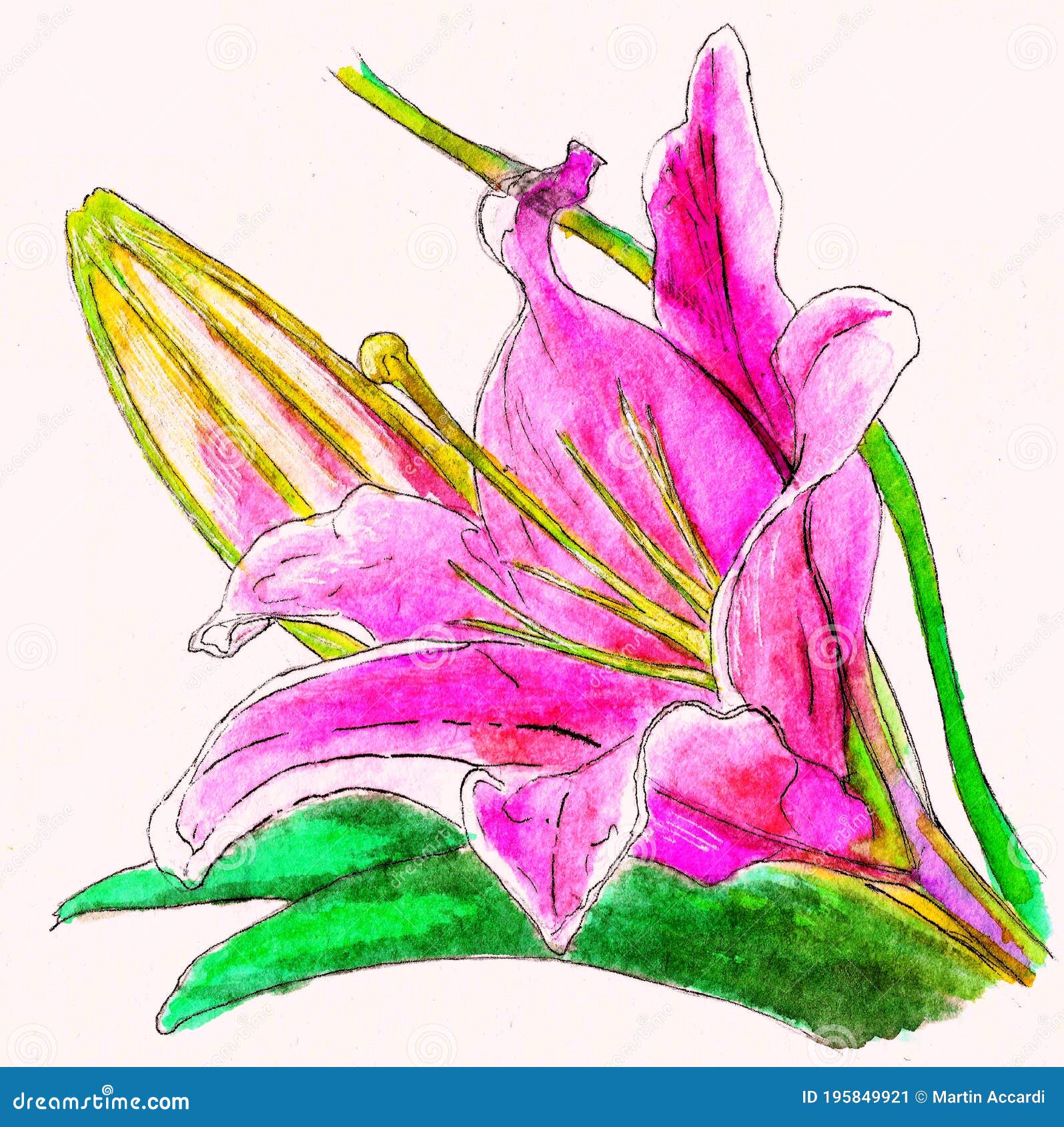 Flores De Litio Orientales Dibujos Hechos a Mano Flores Exóticas Color De  Agua Rosa Stock de ilustración - Ilustración de rosa, cartel: 195849921