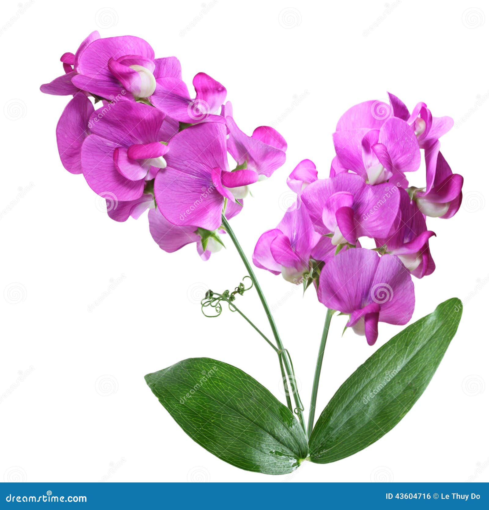 Flores De Los Guisantes De Olor Foto de archivo - Imagen de vertical,  dulce: 43604716