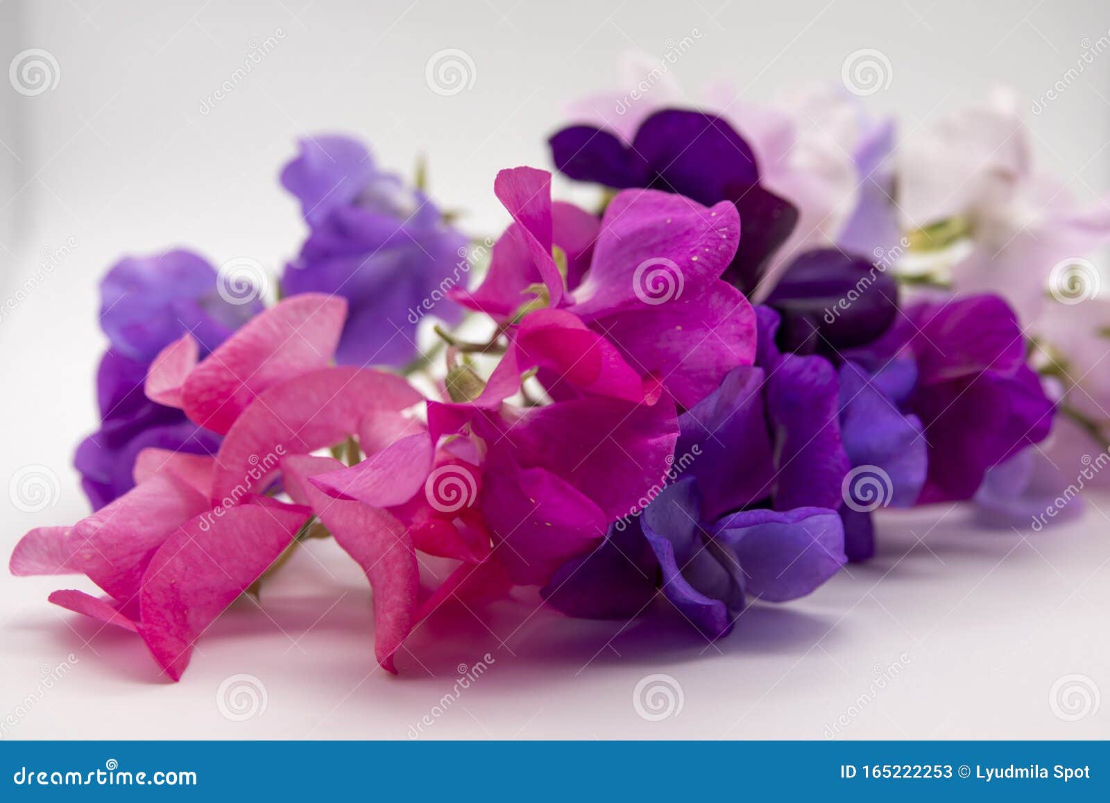 Flores De Magenta Vívidas De Guisantes Dulces Silvestres Sobre Fondo Blanco  Imagen de archivo - Imagen de flor, frescura: 165222253