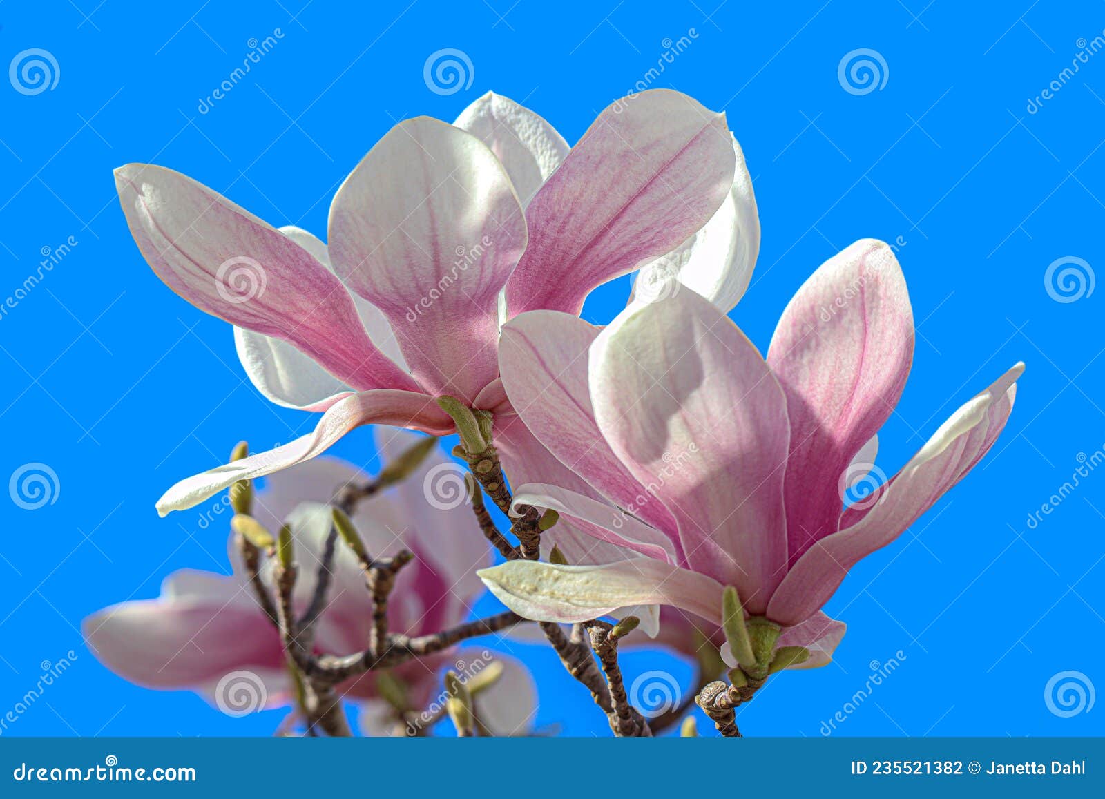 Flores De Magnolia Rosa Sobre Fondo Azul Del Cielo. Foto de archivo -  Imagen de cielo, planta: 235521382