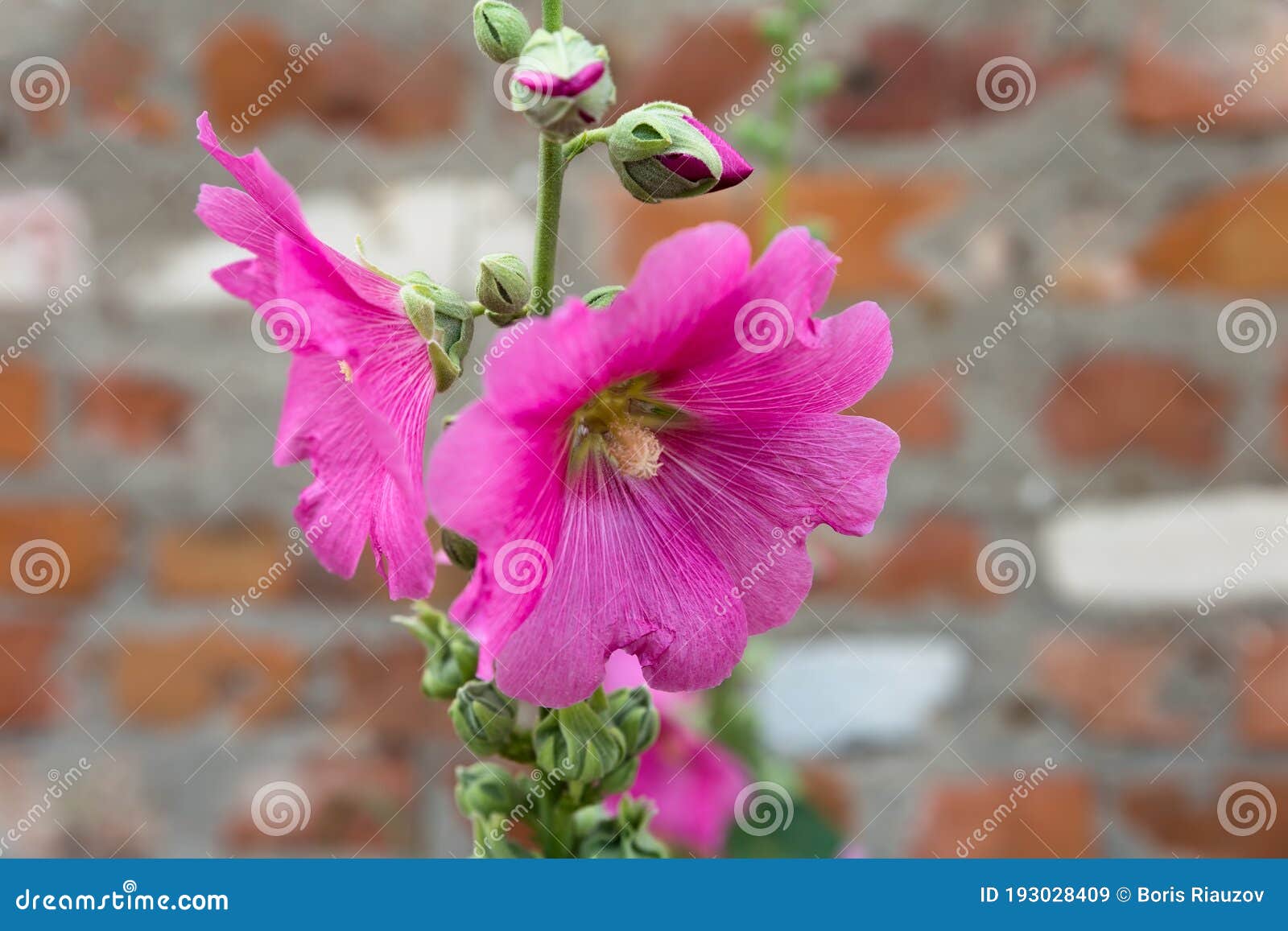 Flores De Malva Rosa Cerradas Imagen de archivo - Imagen de pétalo, flora:  193028409