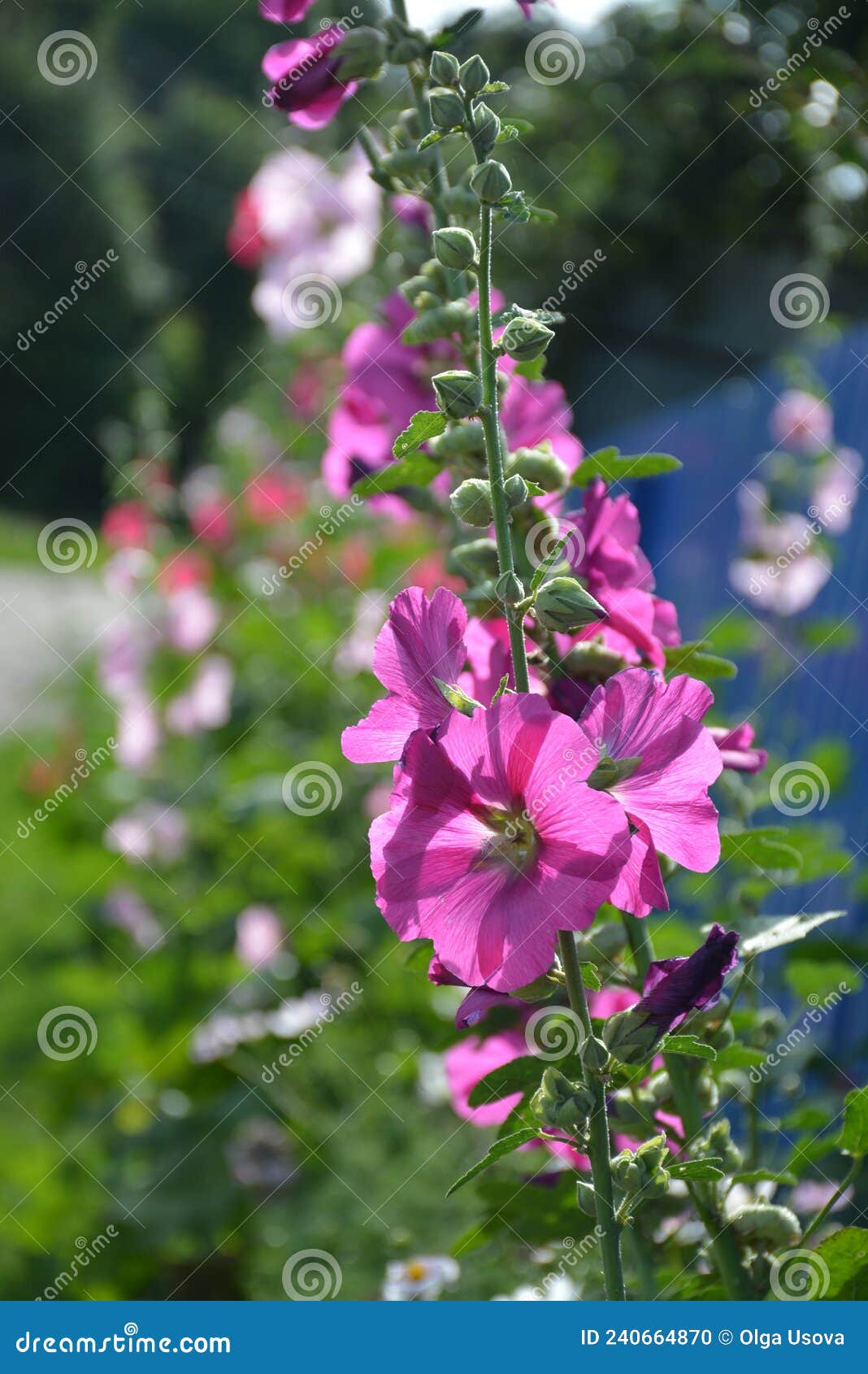 Flores De Malva Rosa En El Jardín En Un Hermoso Día Soleado Foto de archivo  - Imagen de malva, colorido: 240664870