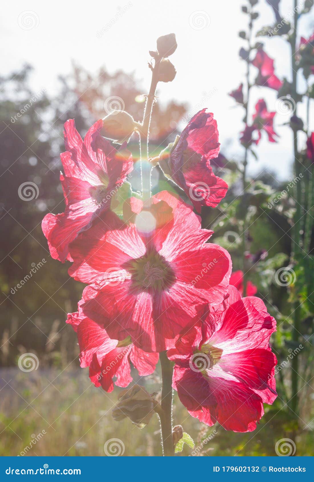 Flores de malva rosa foto de archivo. Imagen de flor - 179602132