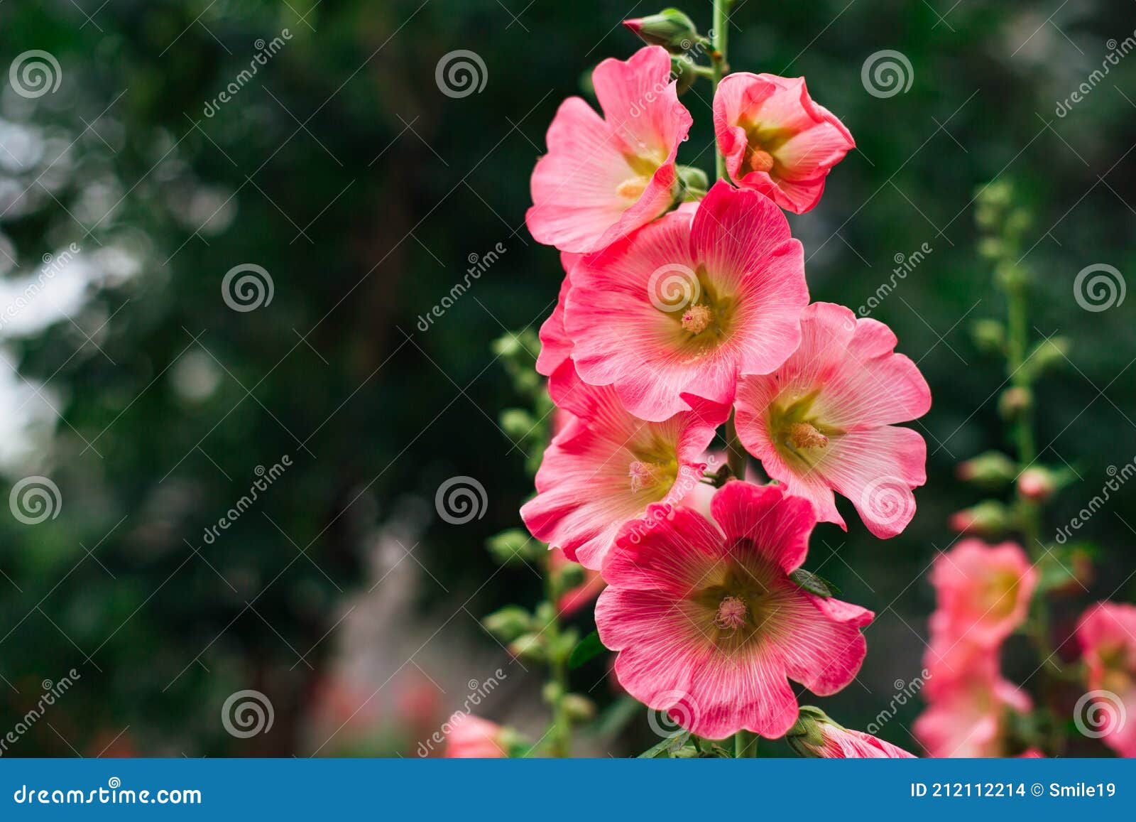 Flores De Malva Rosa En Un Patio Verde Foto de archivo - Imagen de rosa,  prado: 212112214