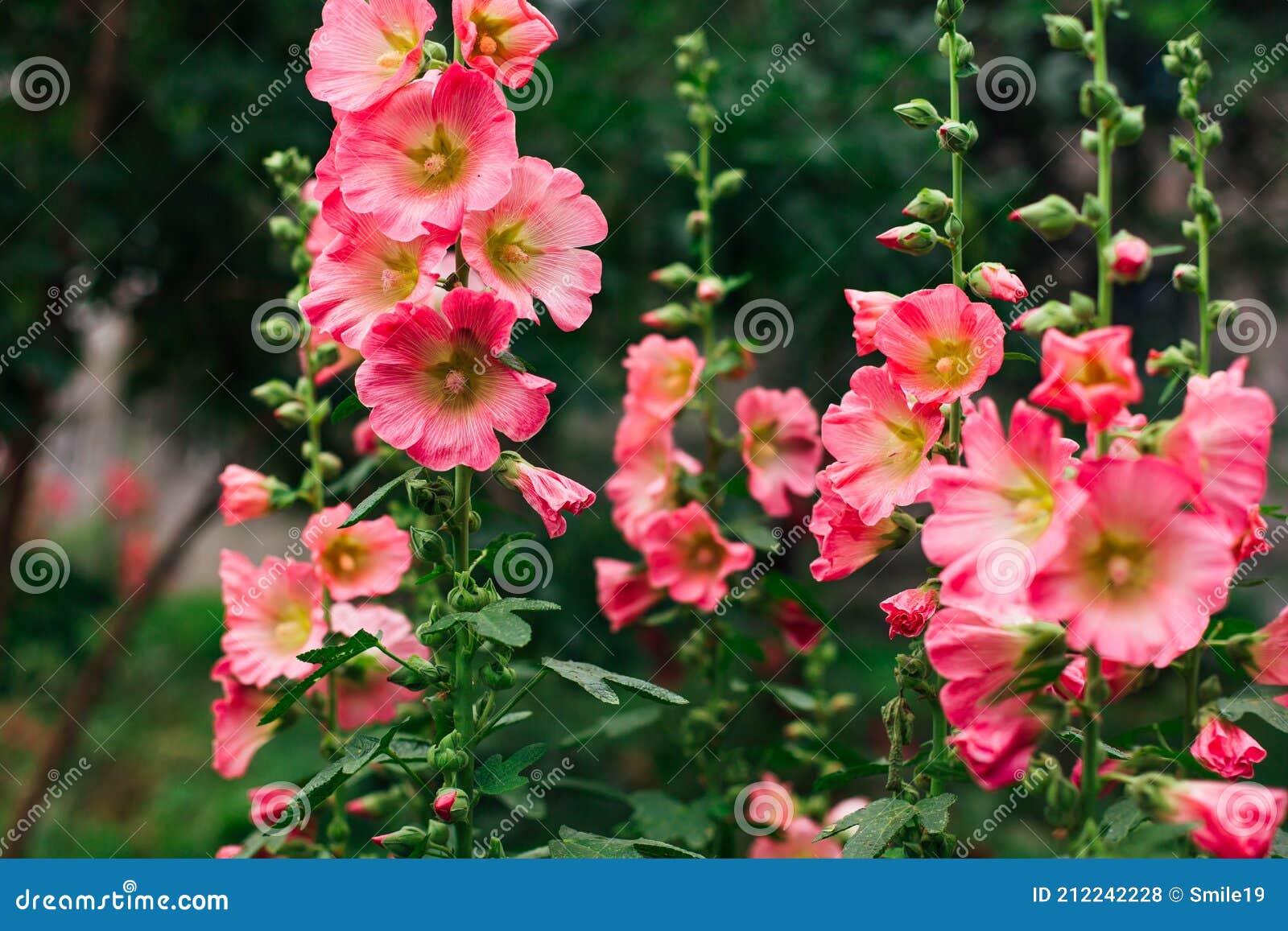 Flores De Malva Rosa En Un Patio Verde Foto de archivo - Imagen de floral,  hierba: 212242228