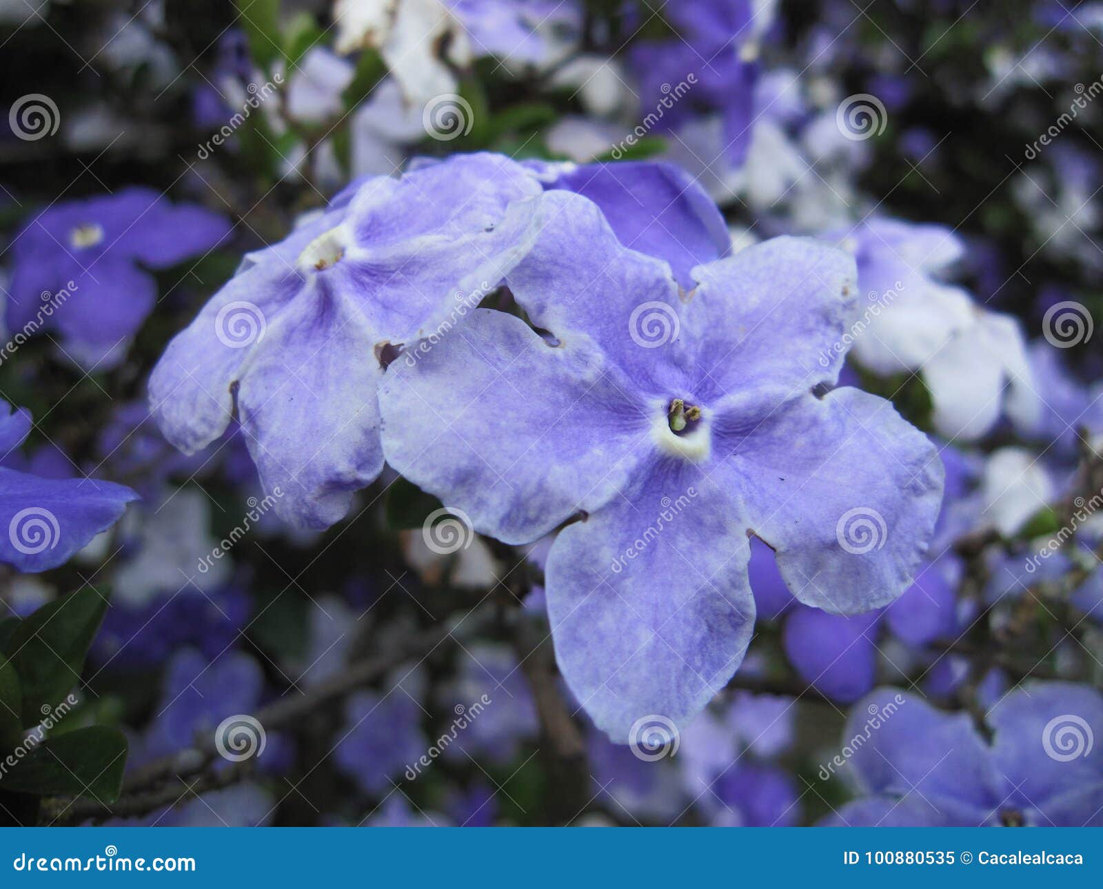 Flores de Manaca imagem de stock. Imagem de nave, azul - 100880535