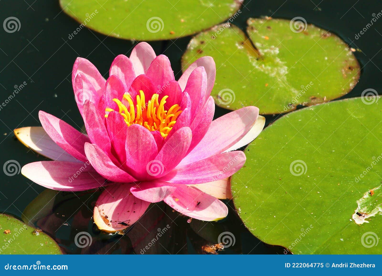 Flores De Nymphaea De Lirios De Agua En Un Estanque Imagen de archivo -  Imagen de cubo, hermoso: 222064775