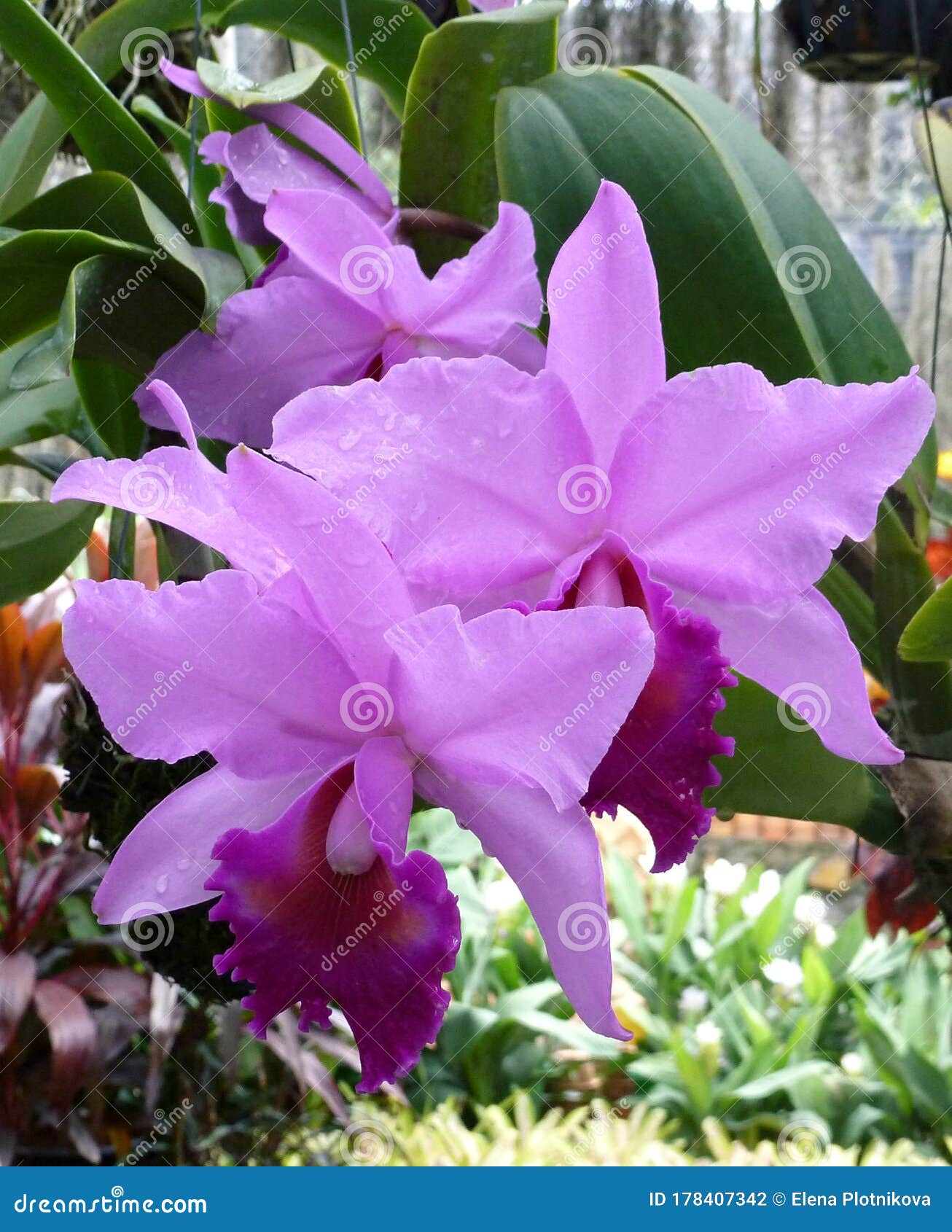 Flores De Orquídea De Cattleya Morada Grandes Cerradas Foto de archivo -  Imagen de tropical, verde: 178407342