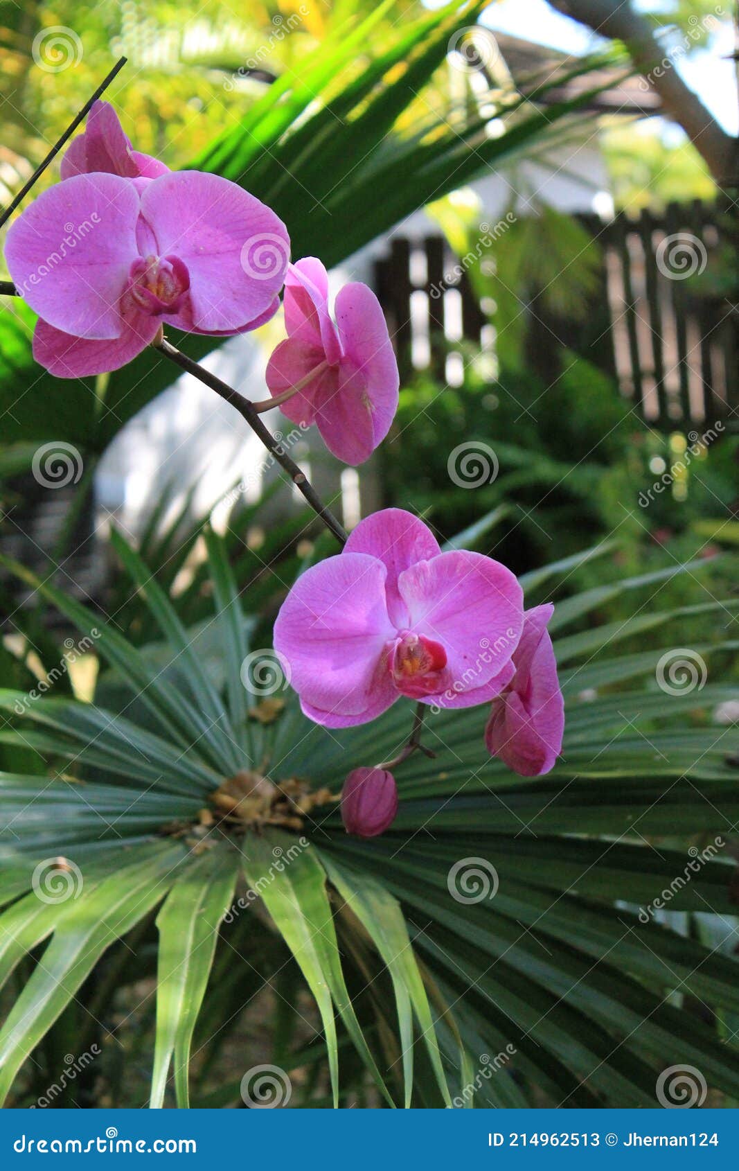 Flores De Orquídea Colgando Al Aire Libre Imagen de archivo - Imagen de  corteza, florida: 214962513