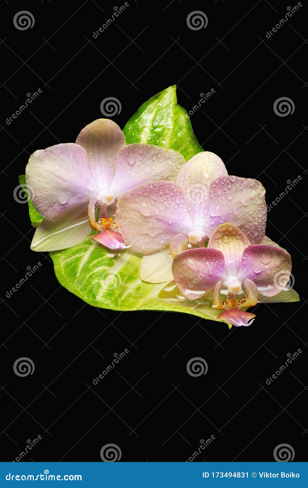 Flores De Orquídea Falaenopsis Em Folha Verde Imagem de Stock - Imagem de  flora, planta: 173494831