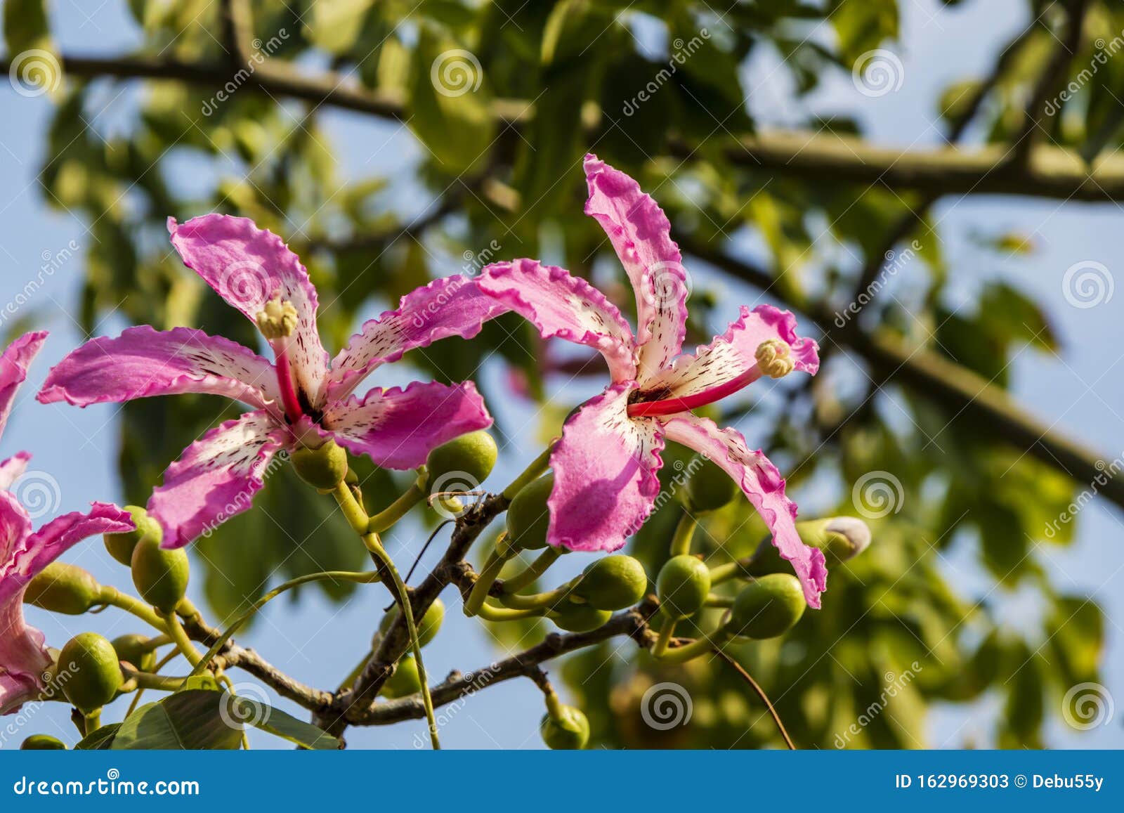 Flores De Orquídea Fina, Como Las Rosas, Del árbol De Flor De Seda Imagen  de archivo - Imagen de flores, belleza: 162969303