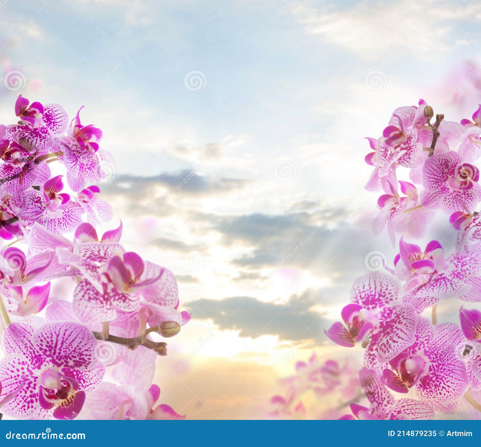 Flores De Orquídea Rosa En Cielo Nubes Fondo Imagen de archivo - Imagen de  azul, resorte: 214879235