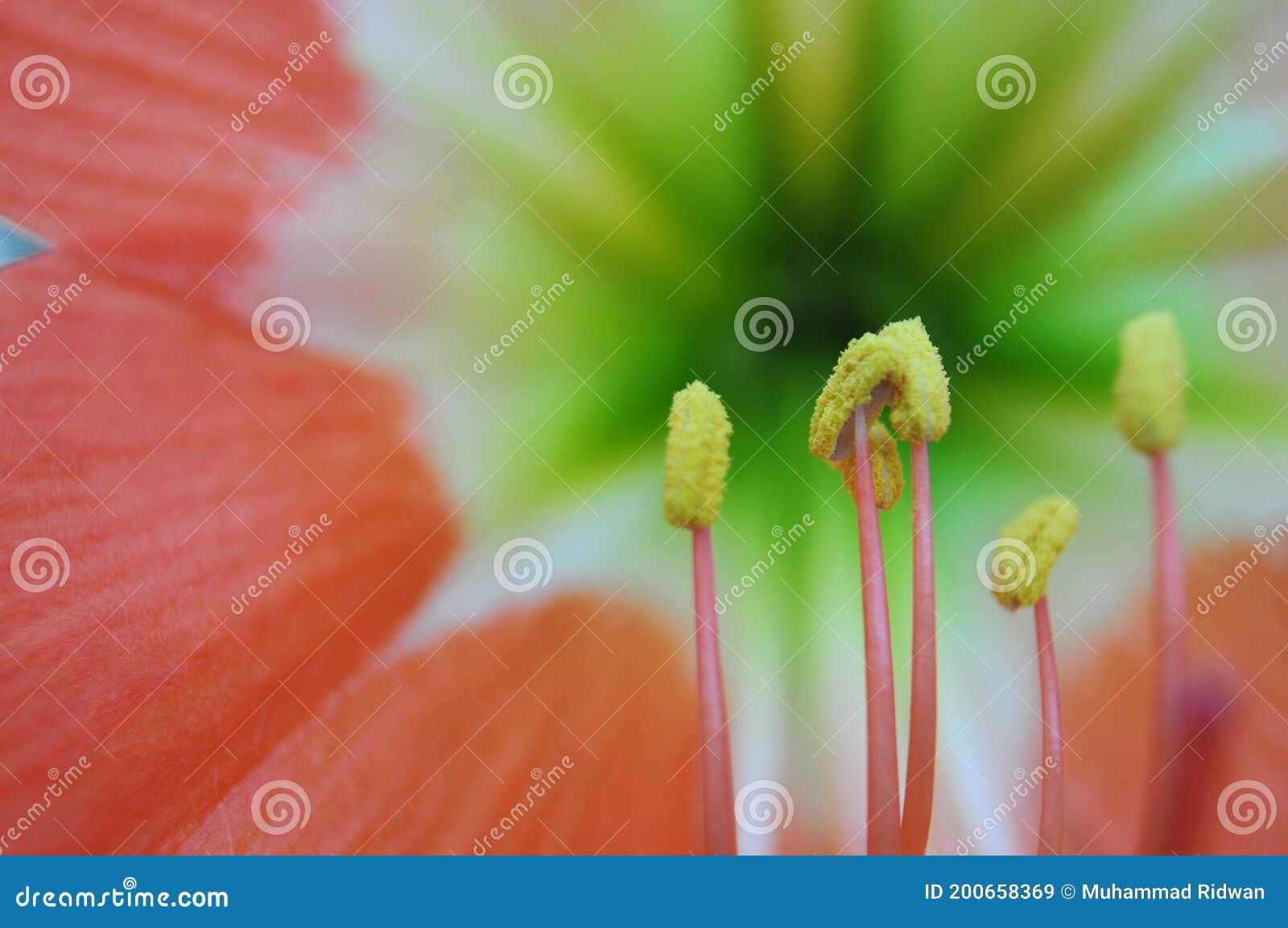 Flores de outubro imagem de stock. Imagem de flores - 200658369