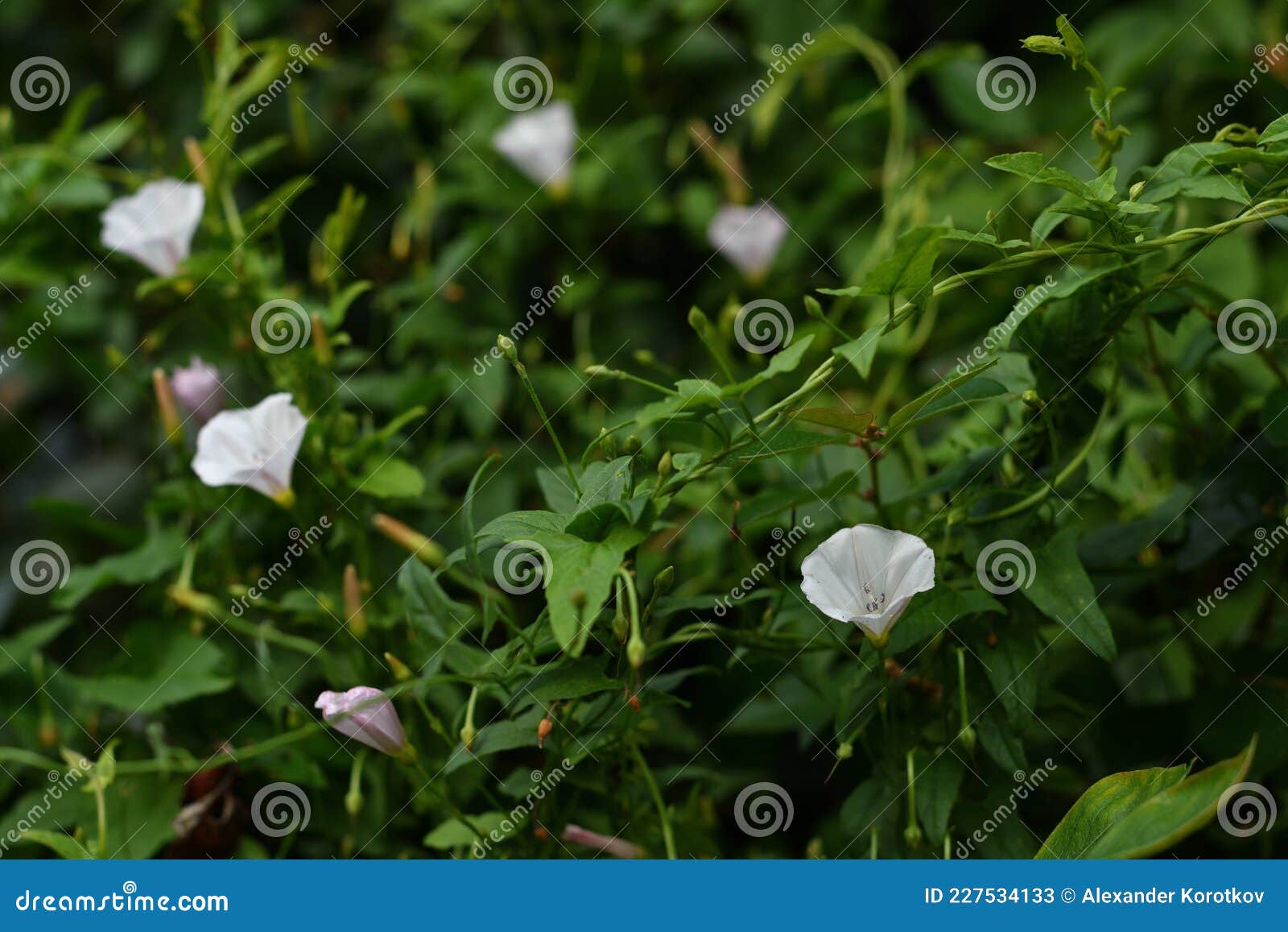 Flores De Paja Blanca Sobre El Fondo De Su Propio Follaje. Imagen de archivo - Imagen de prado, brillante: 227534133 Flores De Paja Blanca Sobre El Fondo De Su Propio Follaje. Imagen de archivo - Imagen de prado, brillante: 227534133