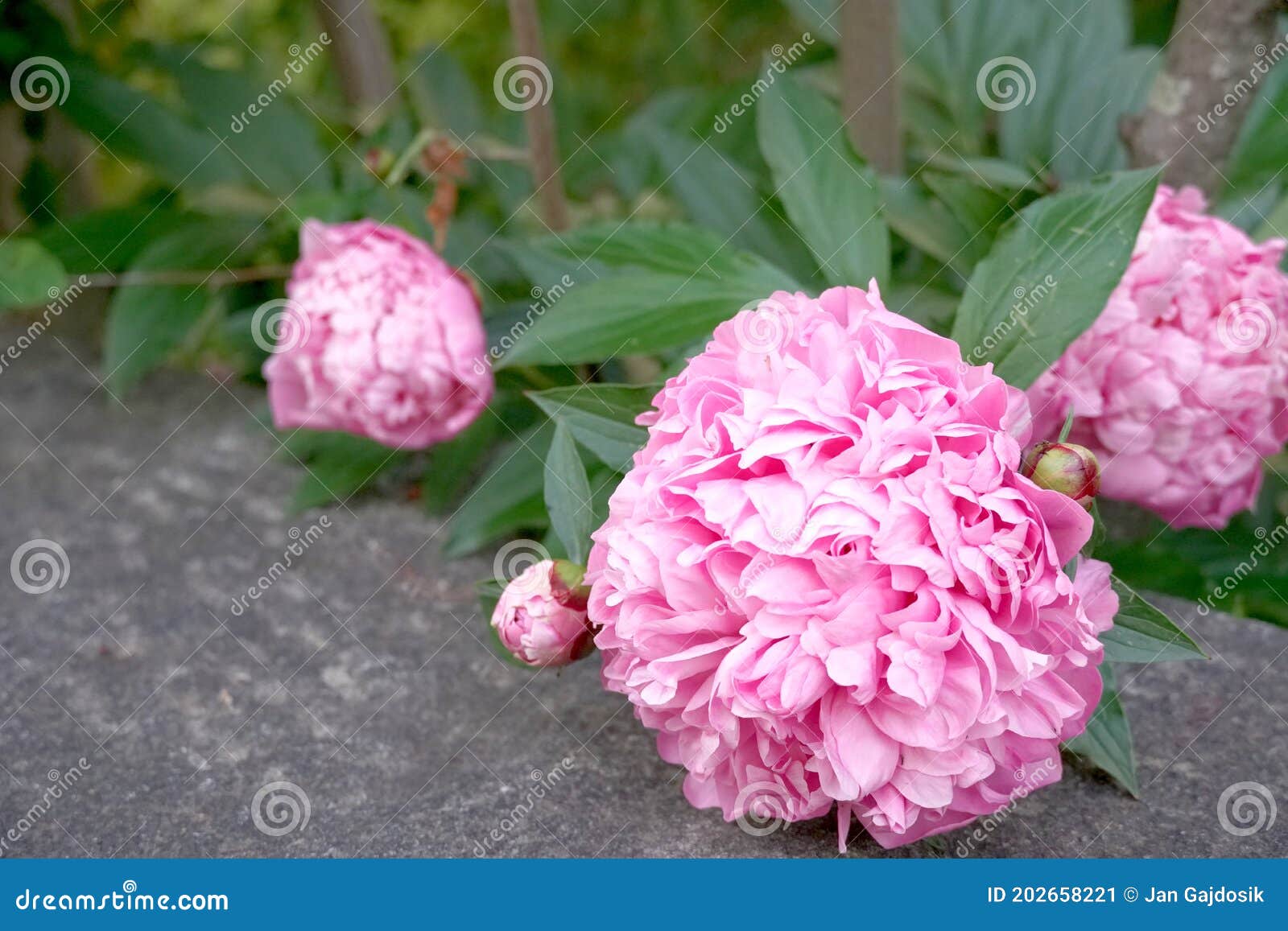 Flores De Peonía Rosadas Esponjosas Apoyadas En Una Valla De Hormigón Cerca  Del Jardín. Imagen de archivo - Imagen de mullido, fragilidad: 202658221