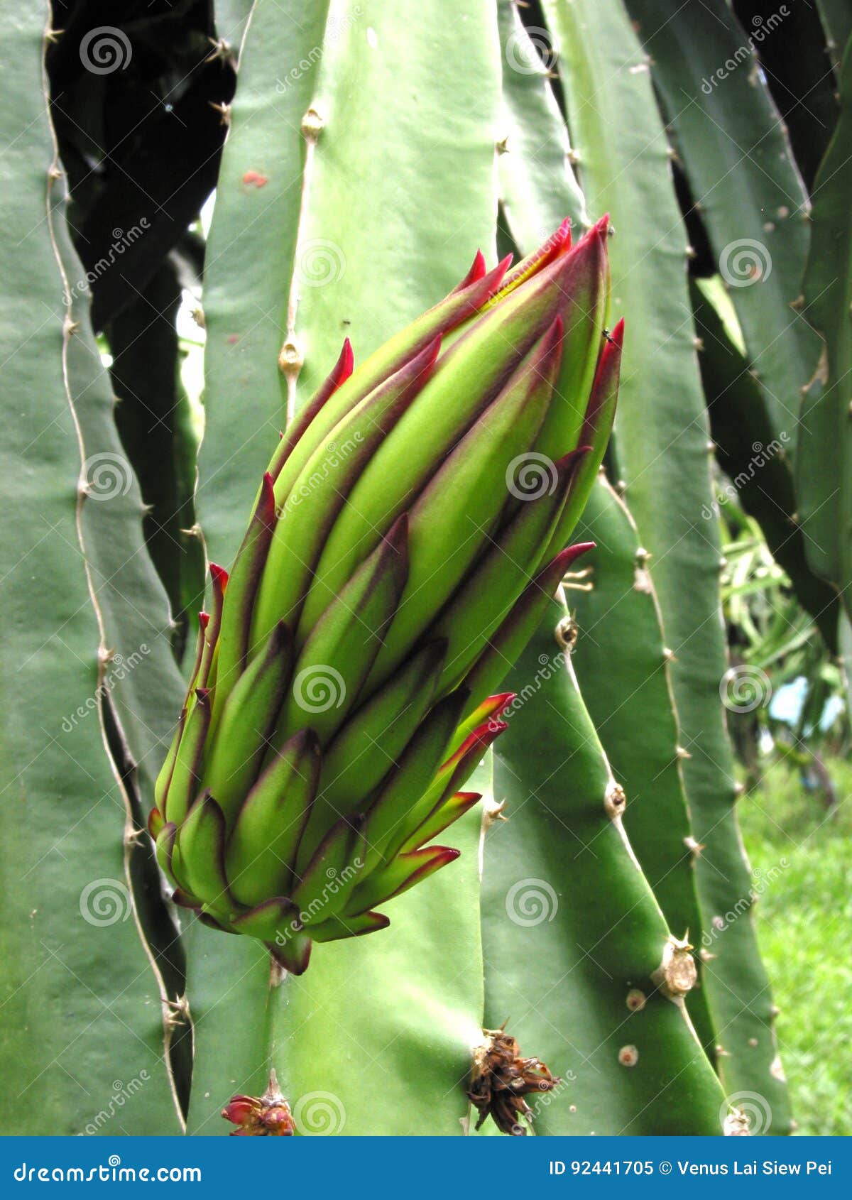 Flores de Pitaya imagen de archivo. Imagen de noche, planta - 92441705