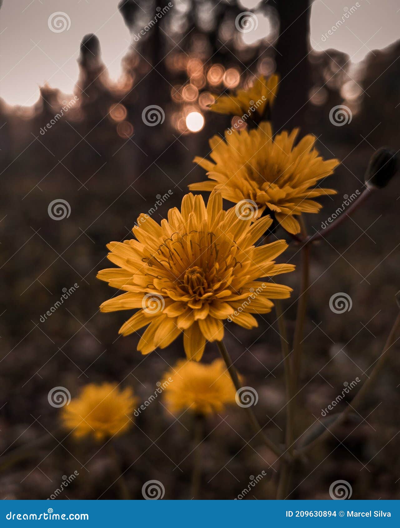 Flores De Primavera Amarillas En El Bosque Foto de archivo - Imagen de  medicinal, flor: 209630894