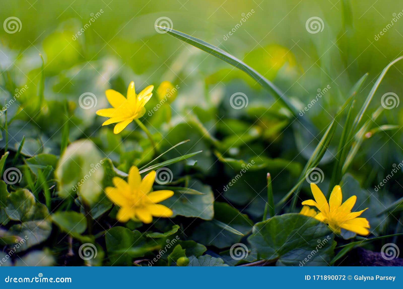 Flores De Primavera Pequeñas Al Aire Libre Para El Fondo Foto de archivo -  Imagen de travieso, resorte: 171890072