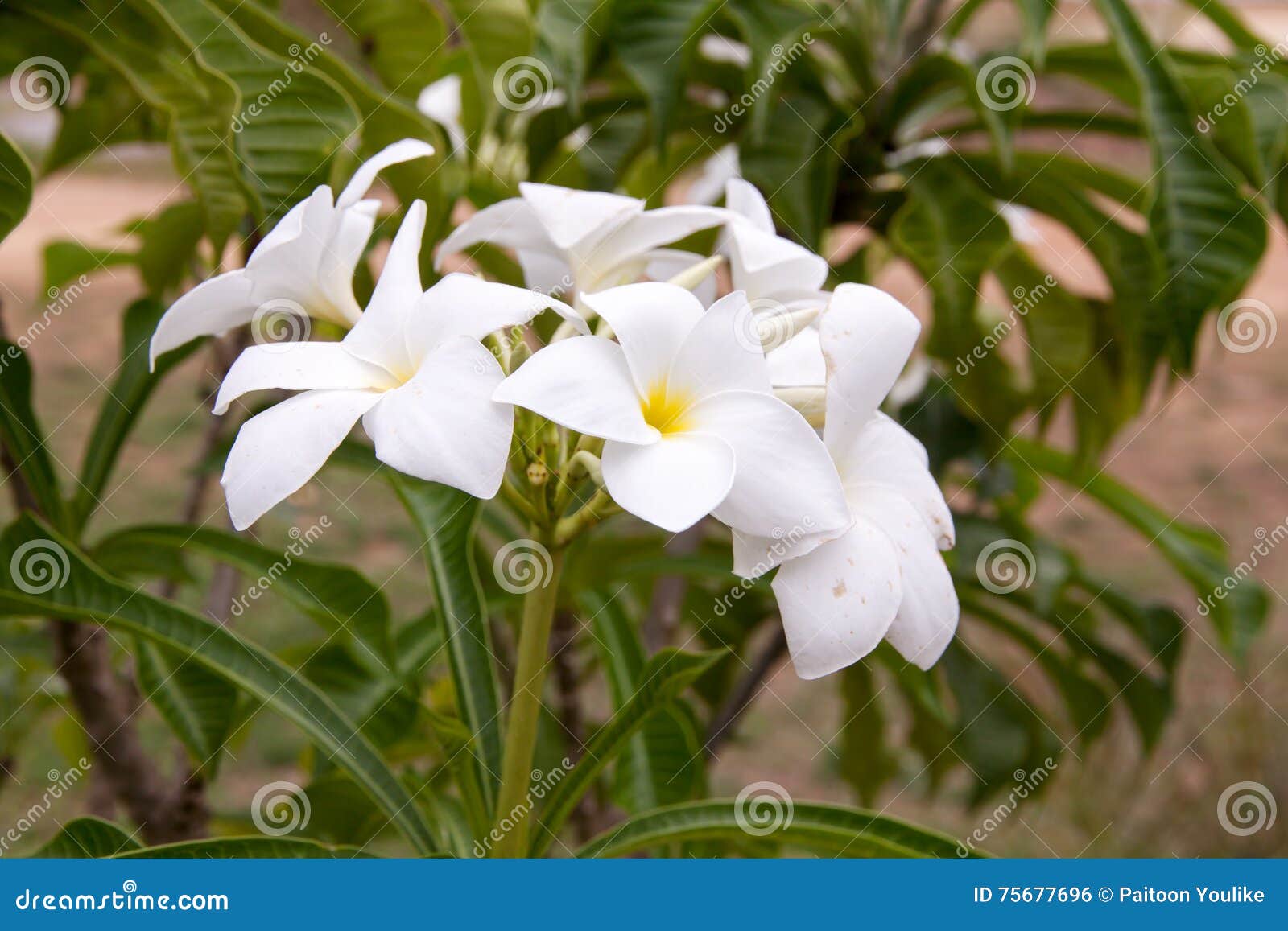 Flores De Pudica Do Plumeria Foto de Stock - Imagem de noiva, nave: 75677696