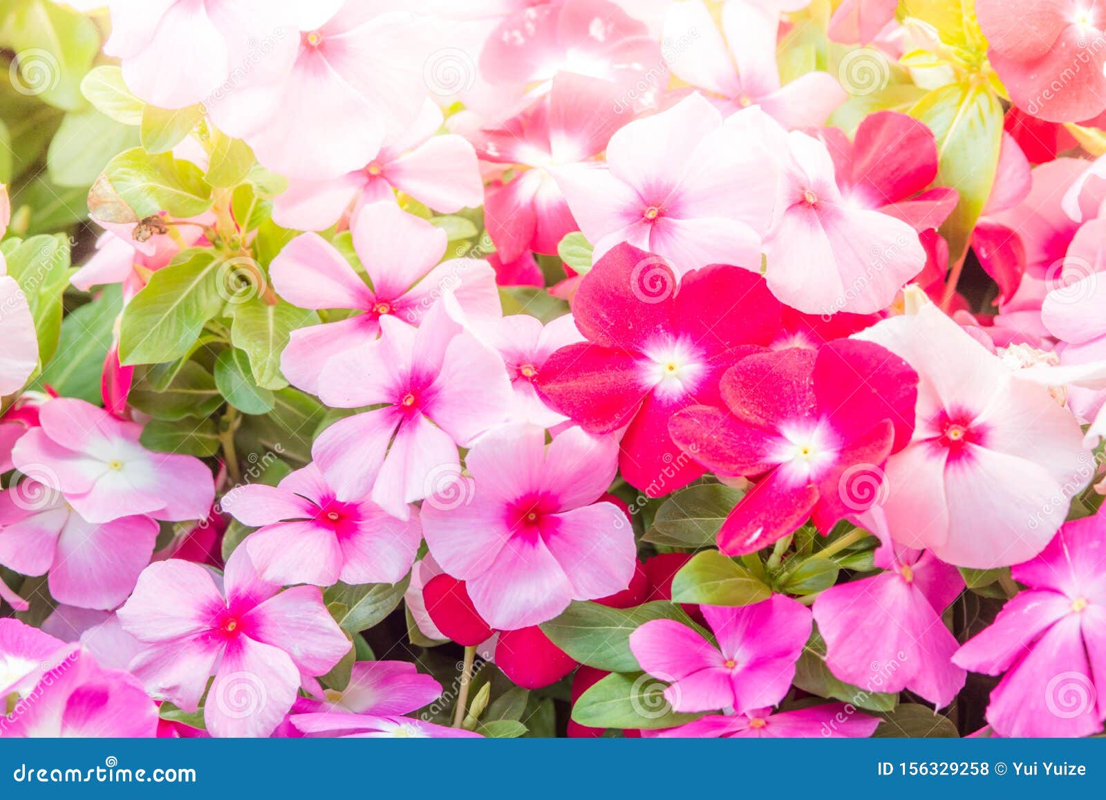 Flores De Rosario De Vinca Florecen En El Jardín, Follaje Variedad De  Colores Flores Foto de archivo - Imagen de flora, cubo: 156329258