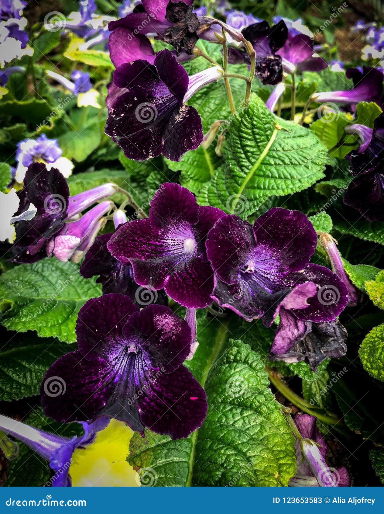 Flores de terciopelo imagen de archivo. Imagen de hermoso - 123653583