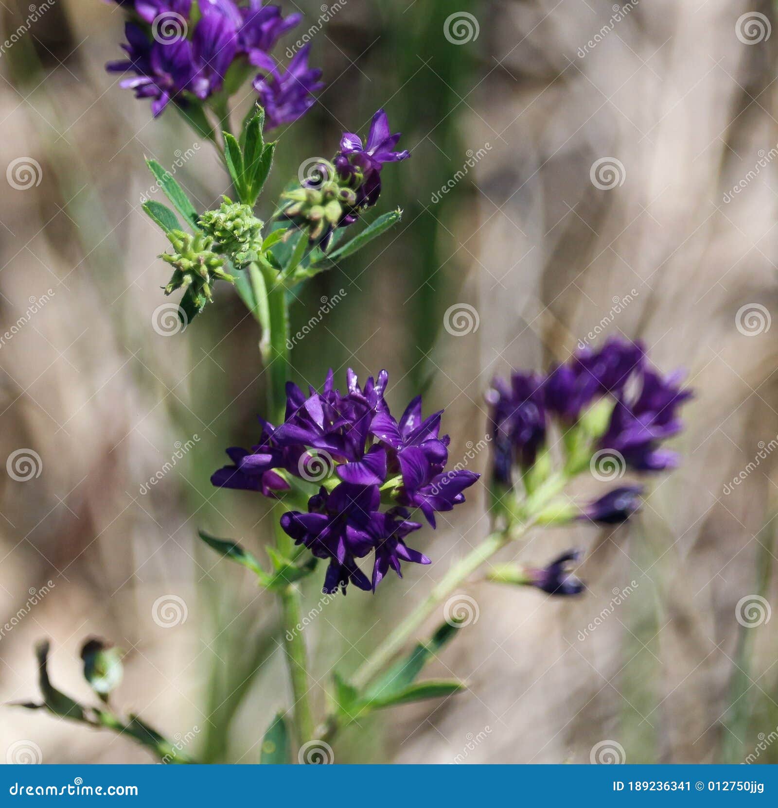 Flores De Trébol De Color Violeta Profundo Imagen de archivo - Imagen de wildflower, distintivo: 189236341 Flores De Trébol De Color Violeta Profundo Imagen de archivo - Imagen de wildflower, distintivo: 189236341