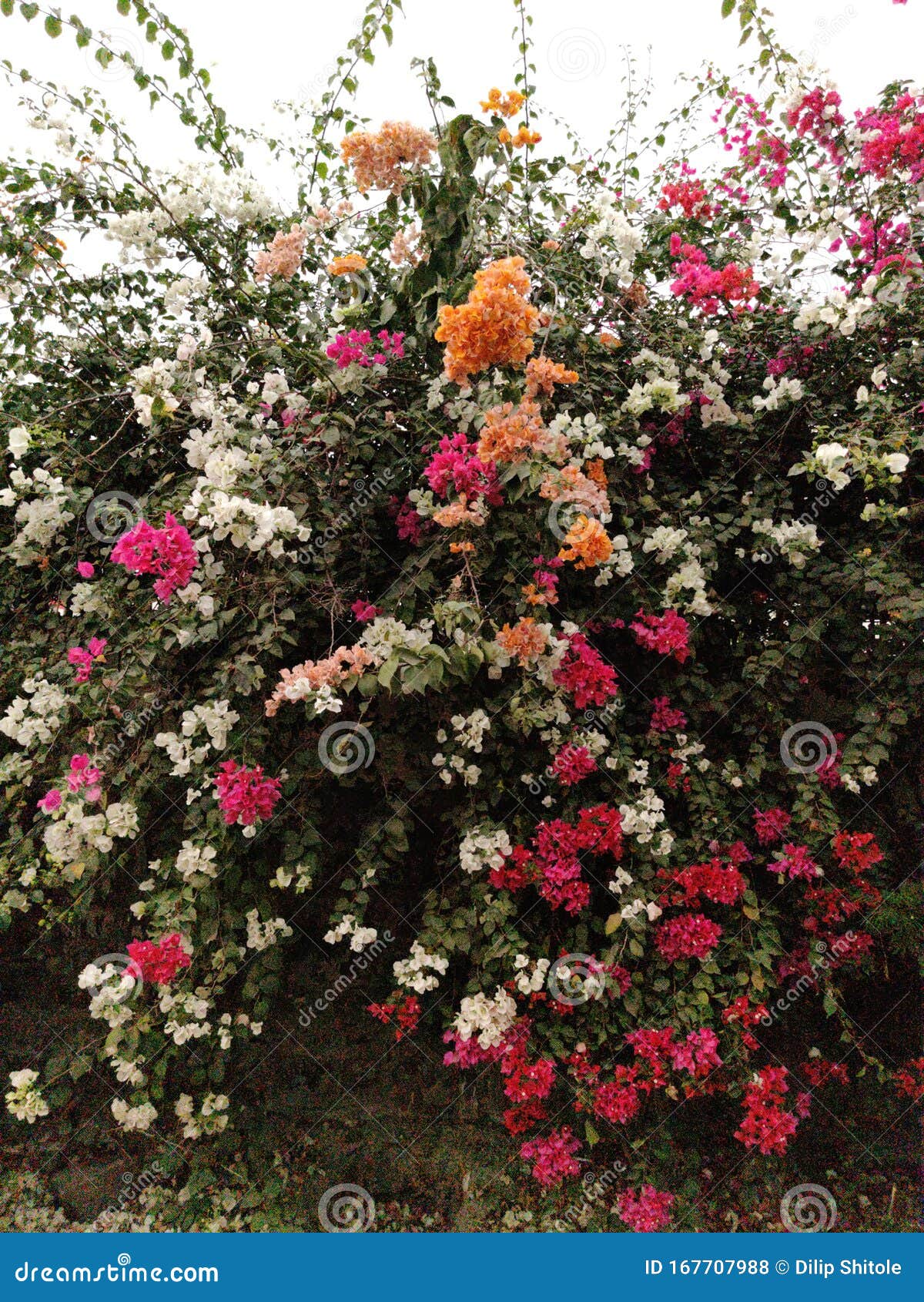 Flores de tres colores foto de archivo. Imagen de color - 167707988 Flores de tres colores foto de archivo. Imagen de color - 167707988