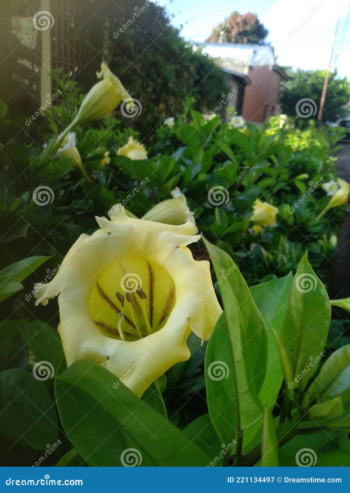 Flores De Trompeta En El Pequeño Jardín Imagen de archivo - Imagen de rosa,  alimento: 221134497