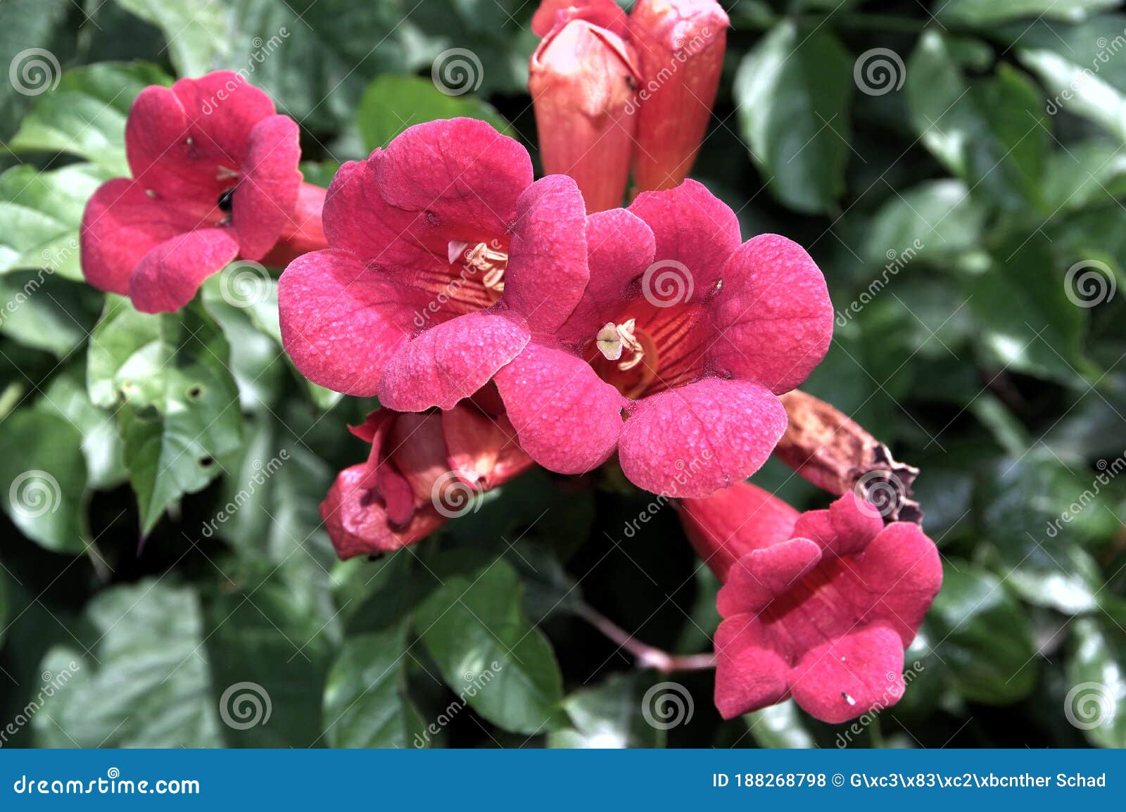 Flores De Trompeta Roja Con Hojas Verdes Ligeramente Borrosas Foto de  archivo - Imagen de duro, flor: 188268798